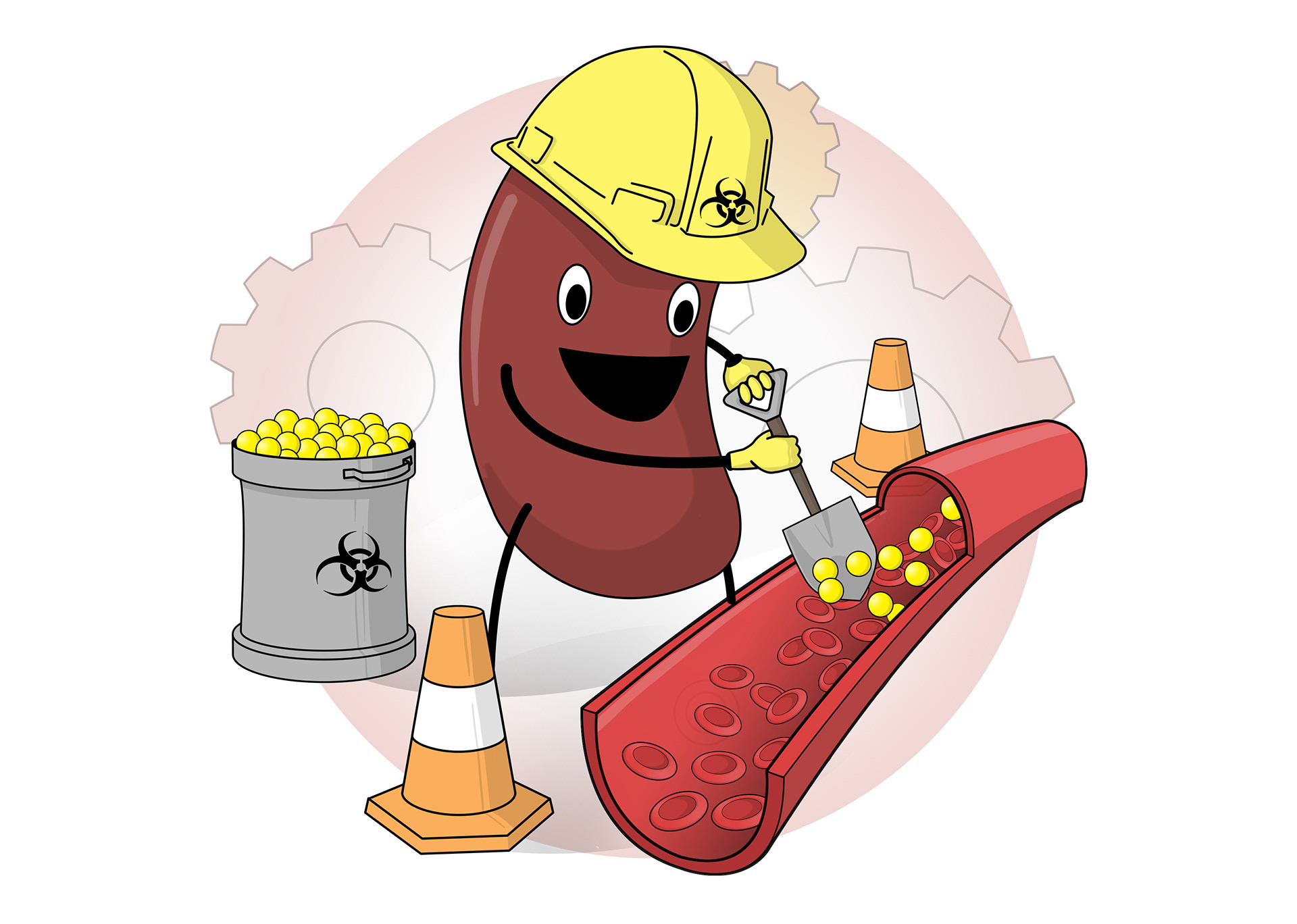 The kidneys remove toxic waste such as urea from the blood