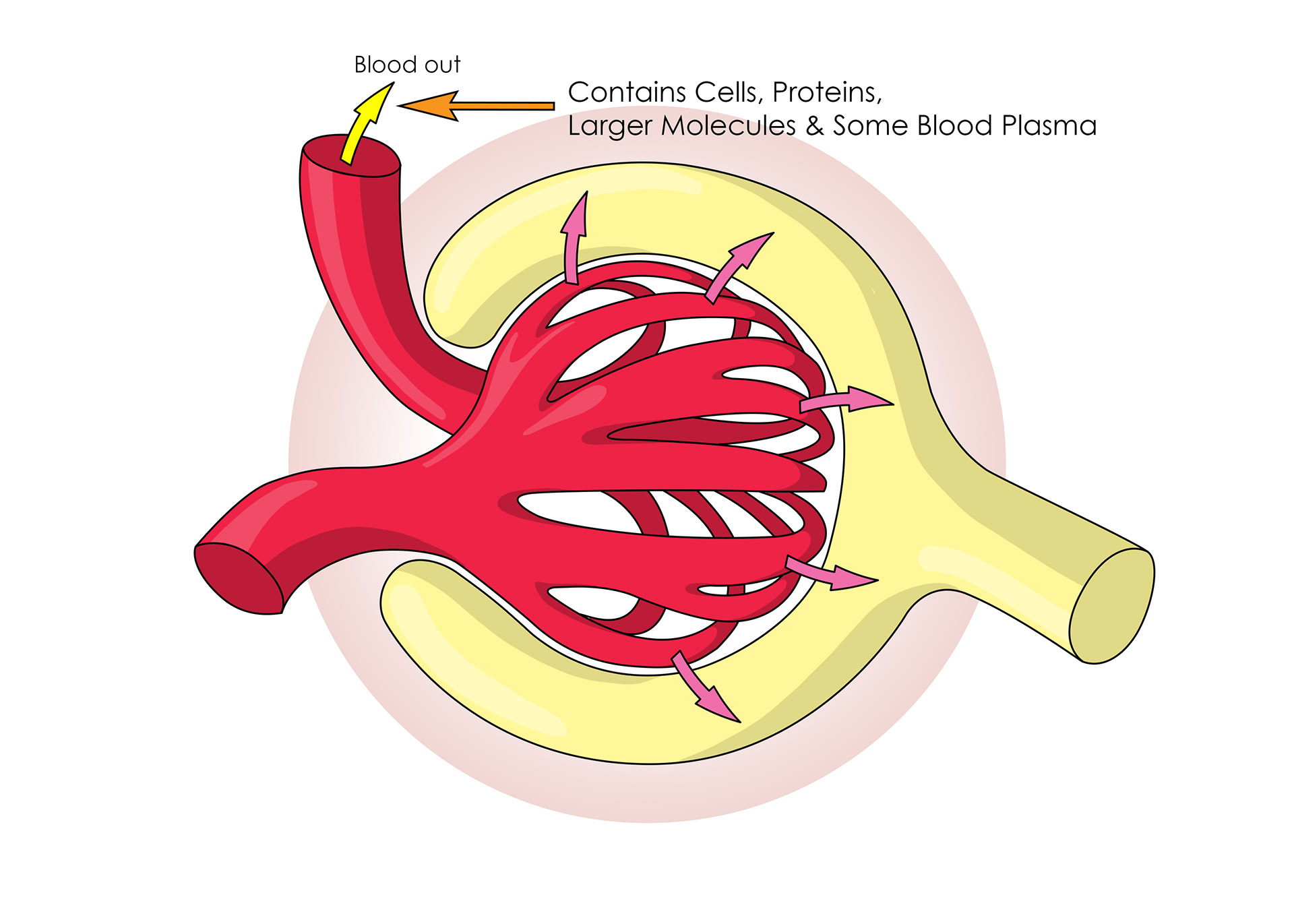 Blood containing larger molecules & proteins leaves through the capillaries
