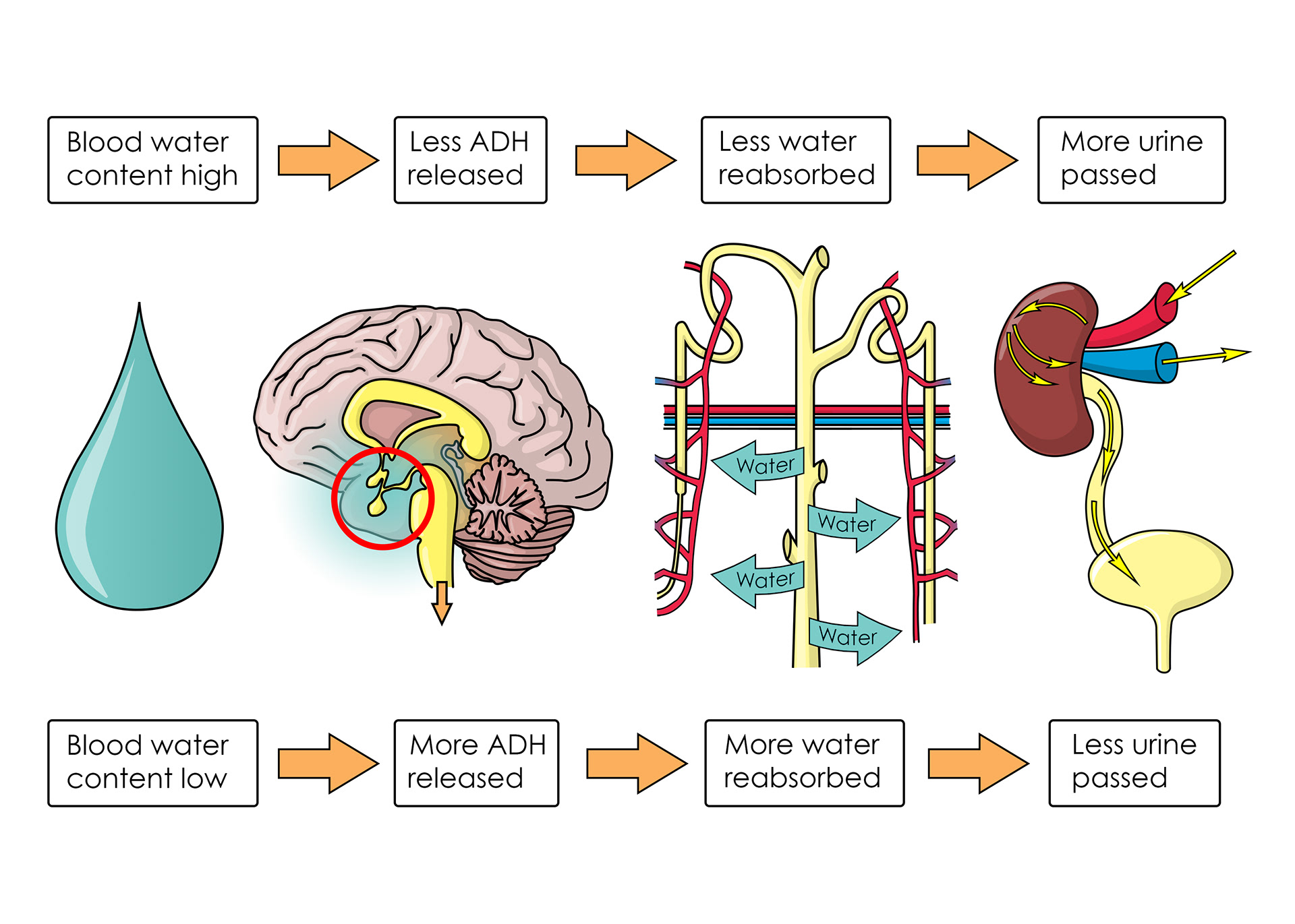 Anti-diuretic hormone helps regulate water reabsorption