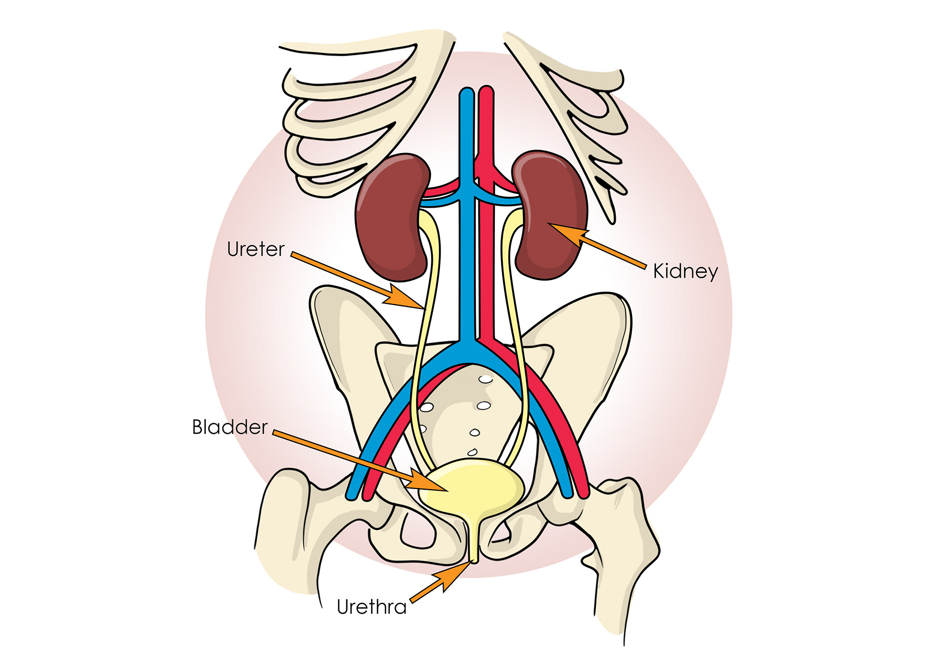The urinary system