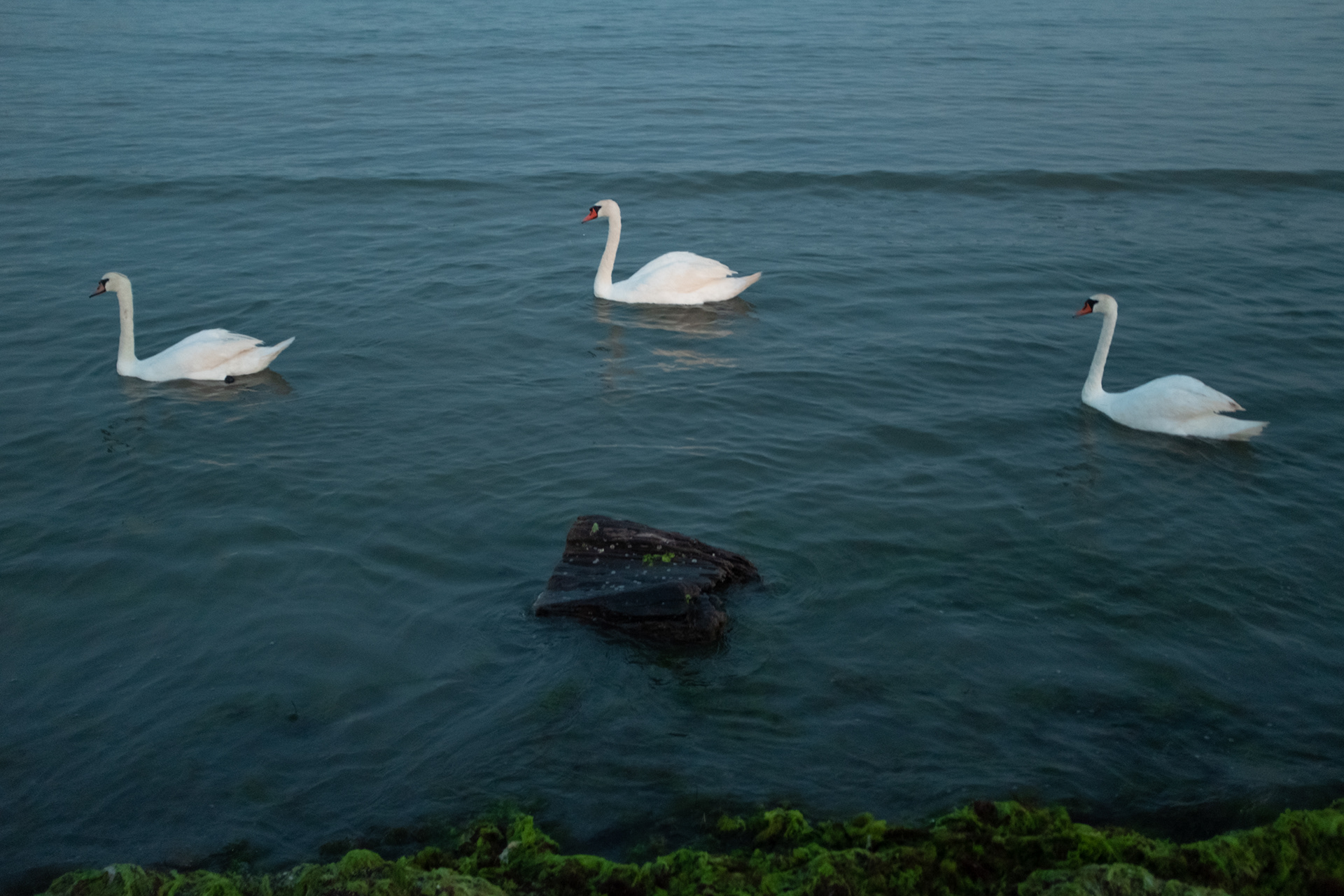 Mangalia, 2024