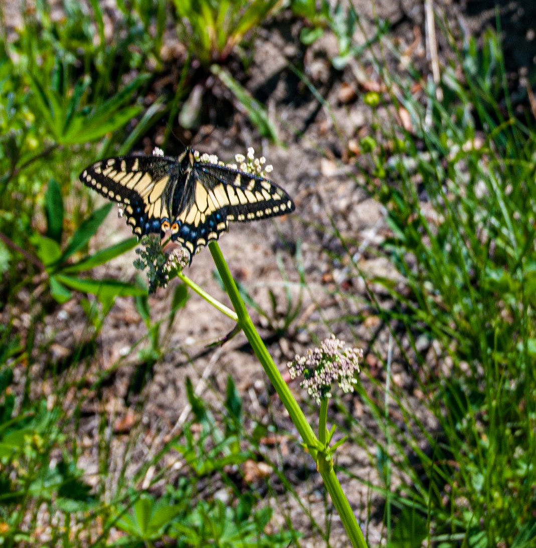 Swallowtail on Flower Dome