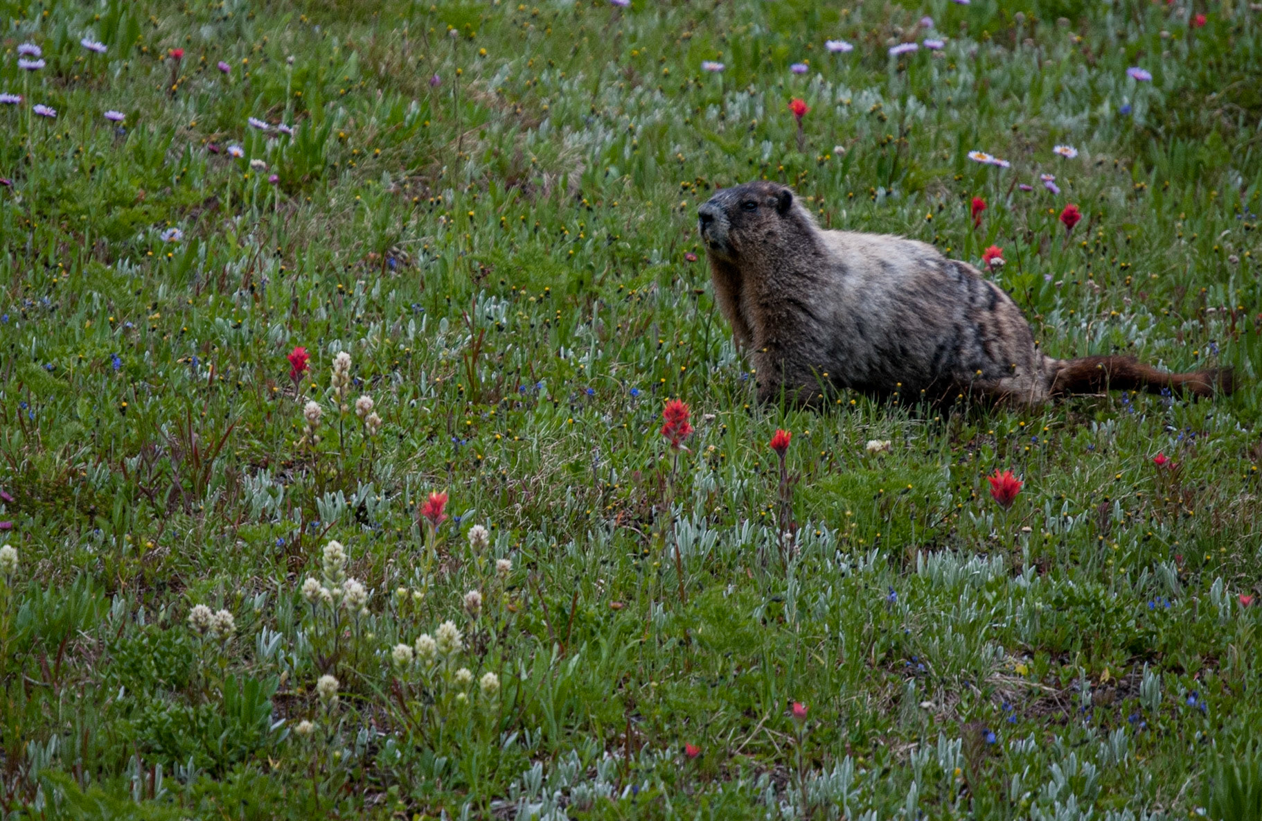 Marmot at Sheep Camp