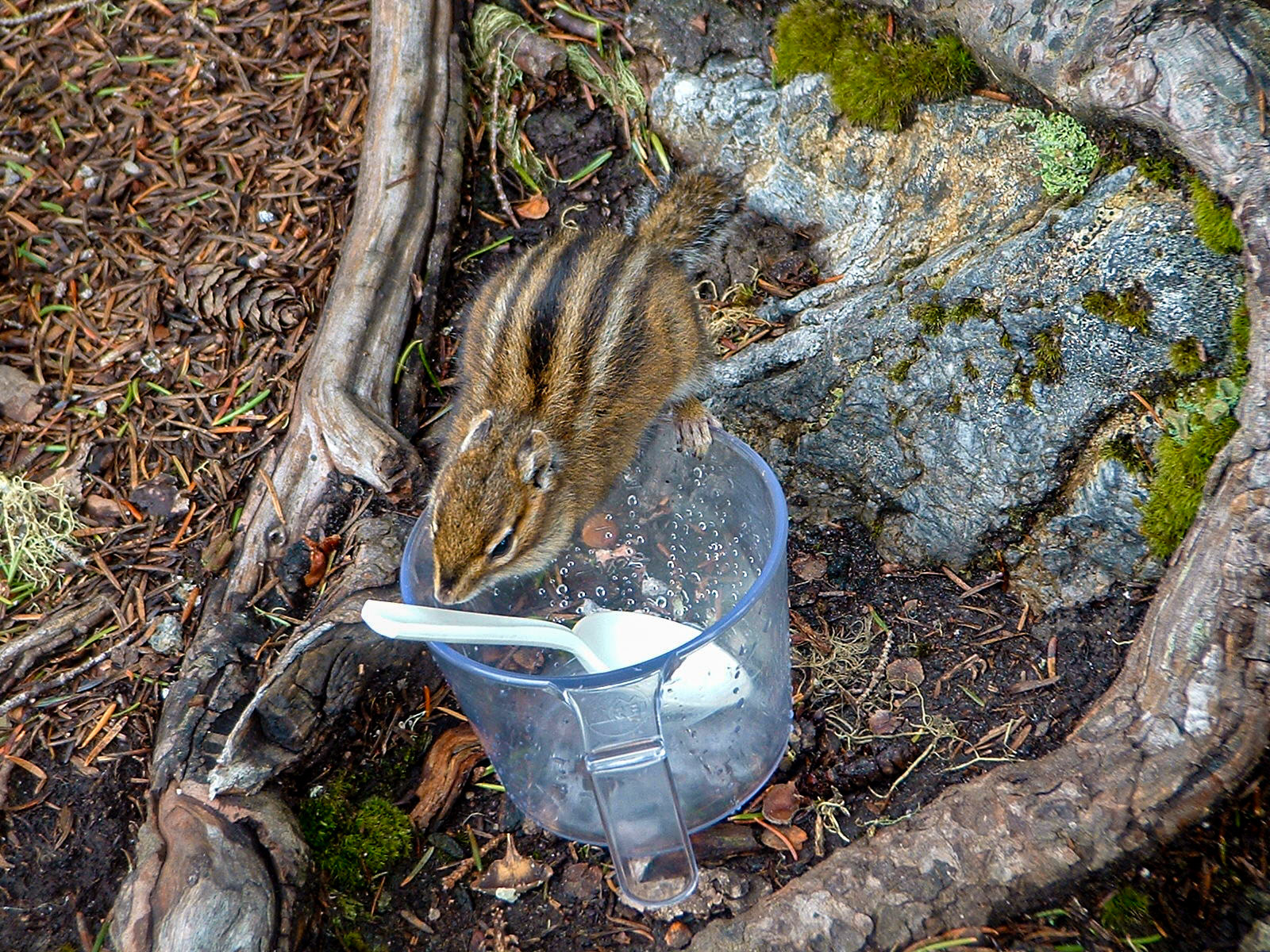 Chipmunk at Melakwa Lake