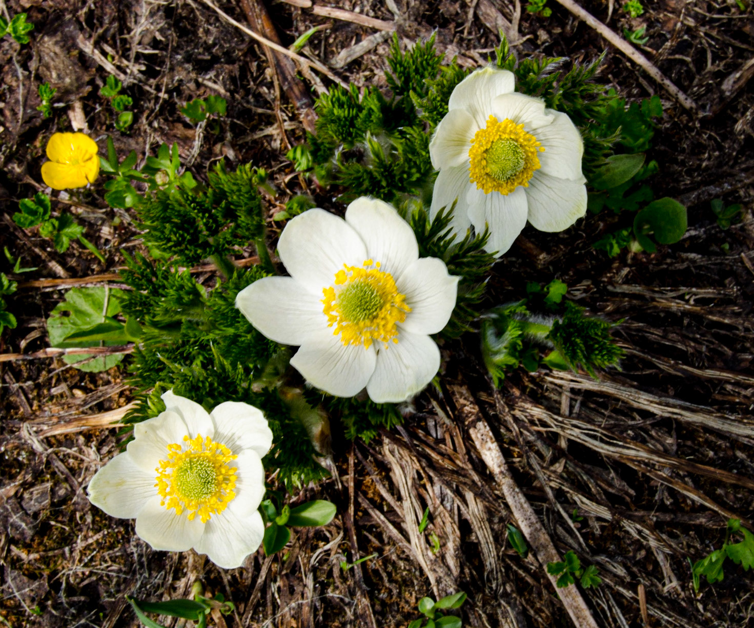 Pasque Flower