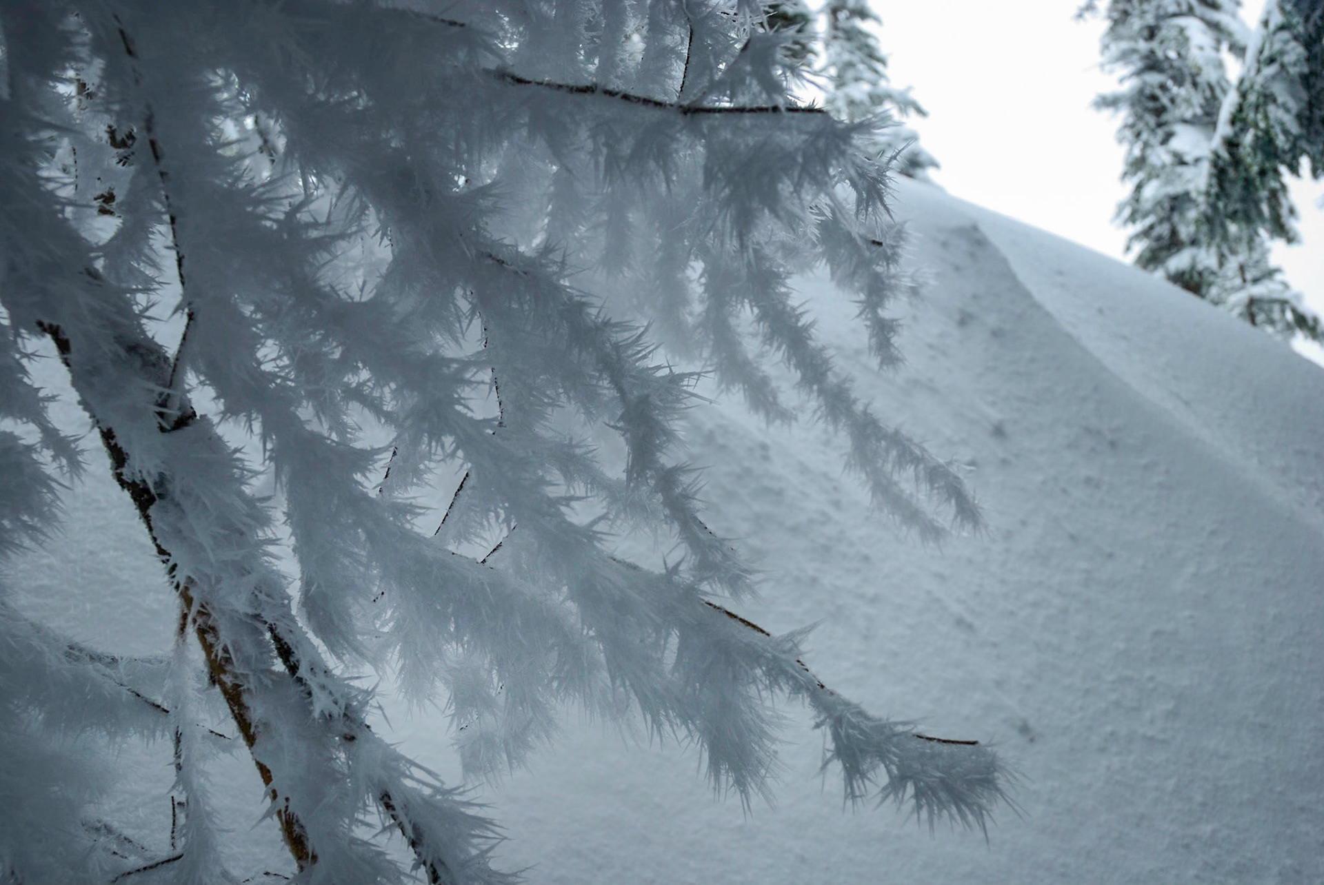 Hoar Frost - Humpback Mt.