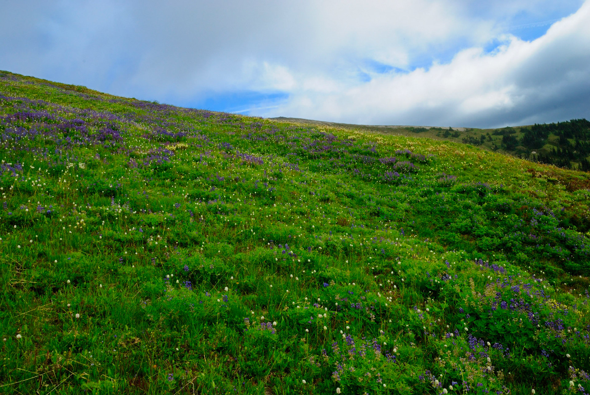 Glacier Peak Wilderness
