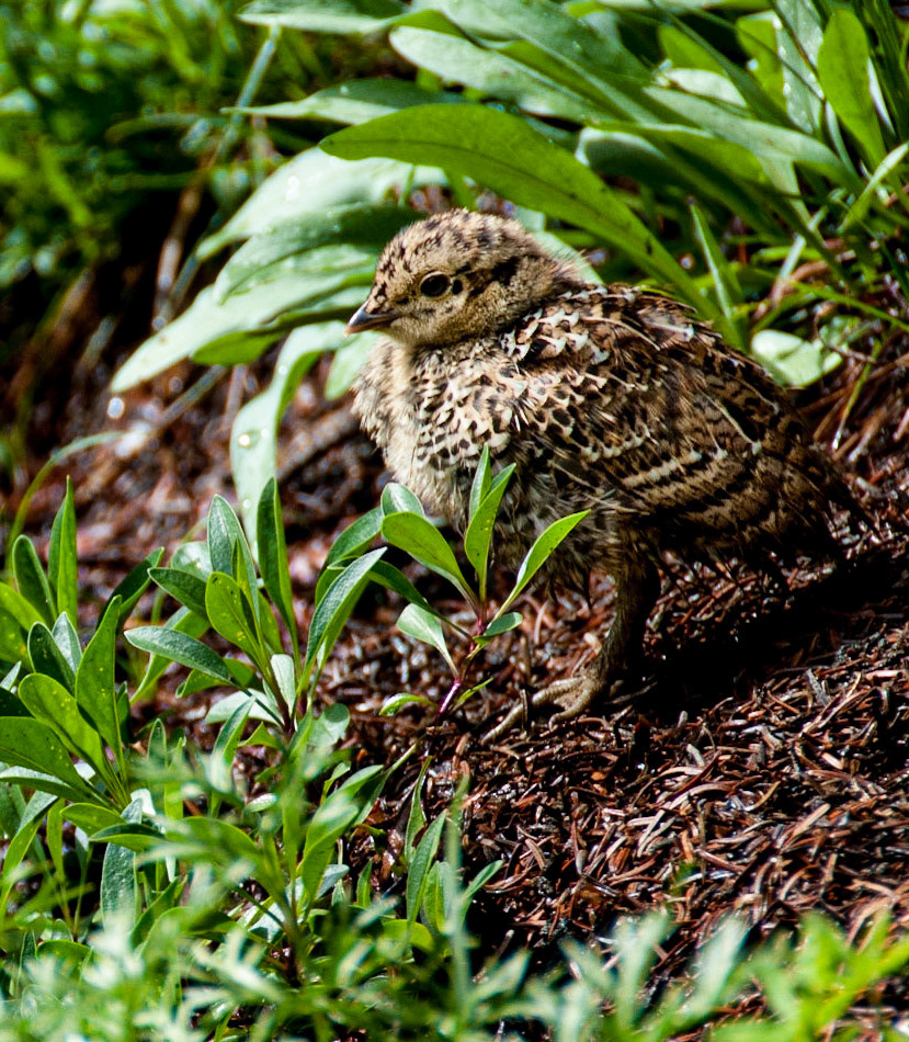 Grouse Chick