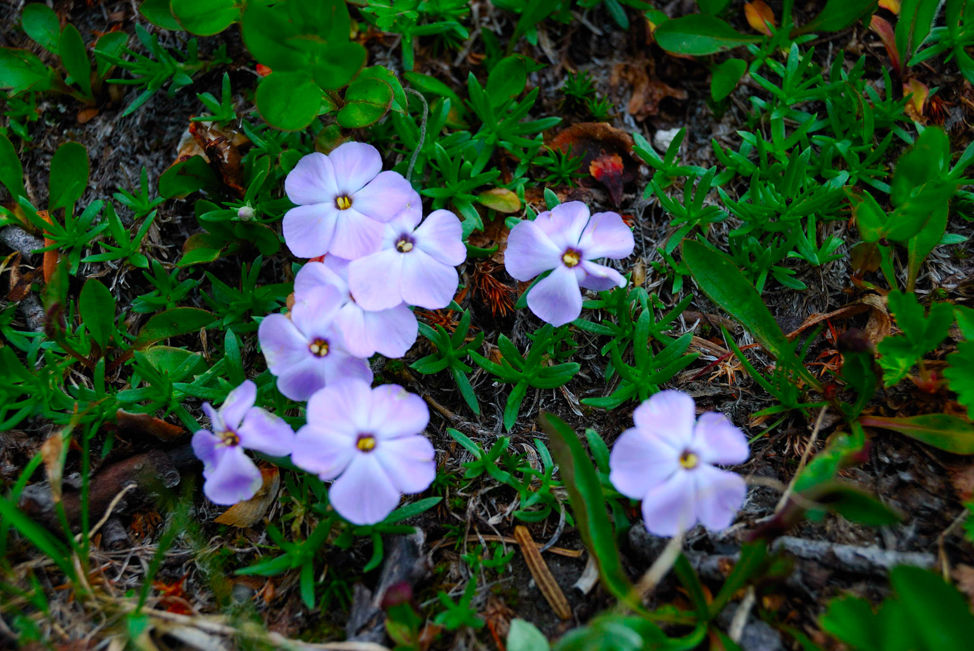 Phlox
