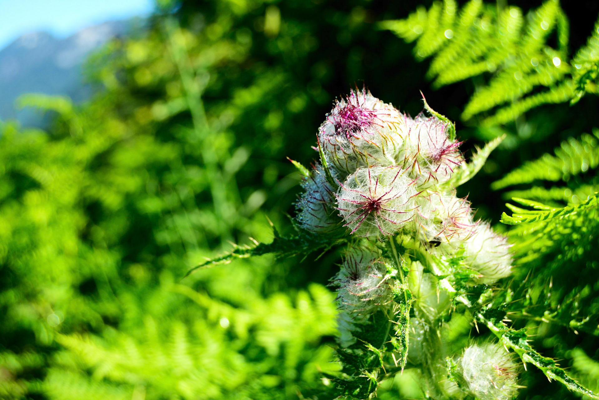 Thistle