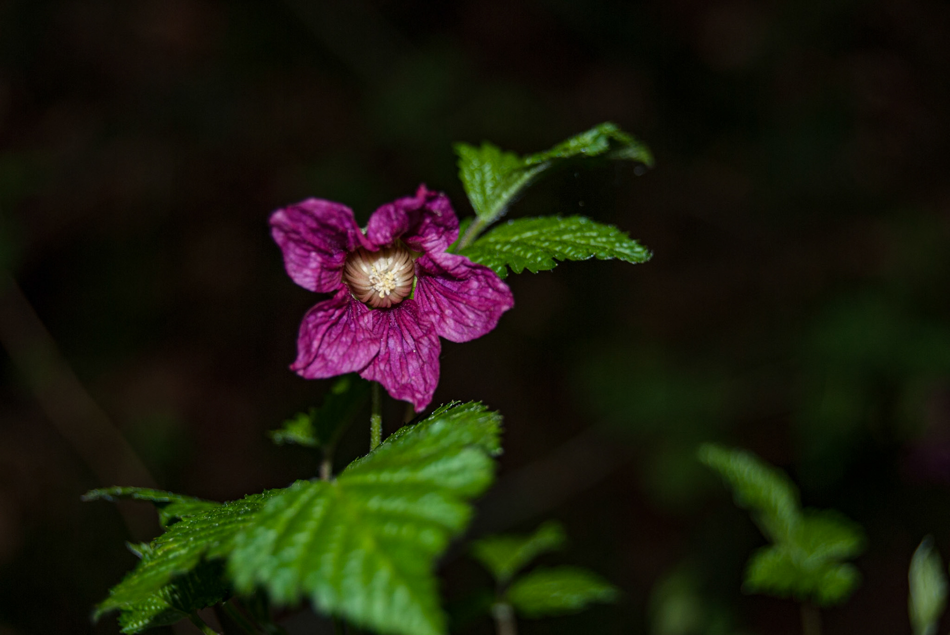 Salmon Berry