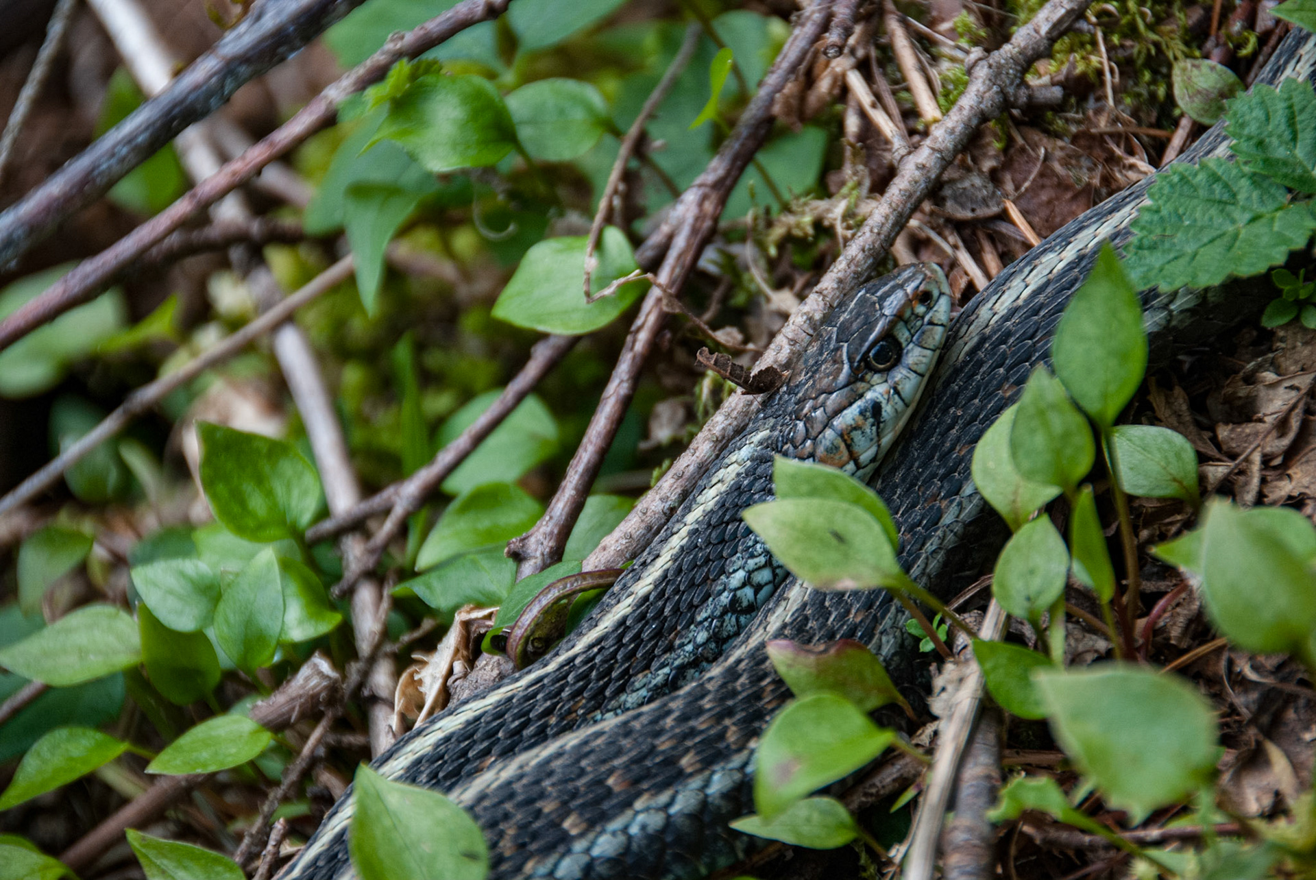 Garter Snake