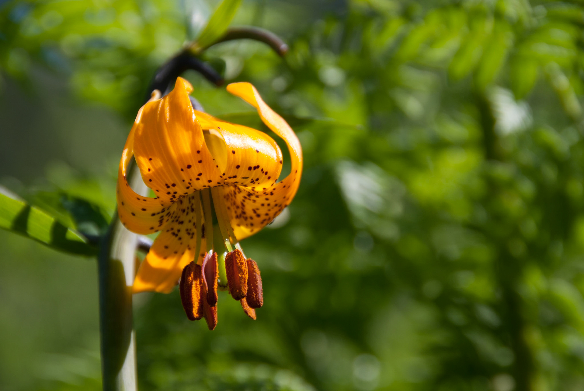 Tiger Lily on Bare Mountain
