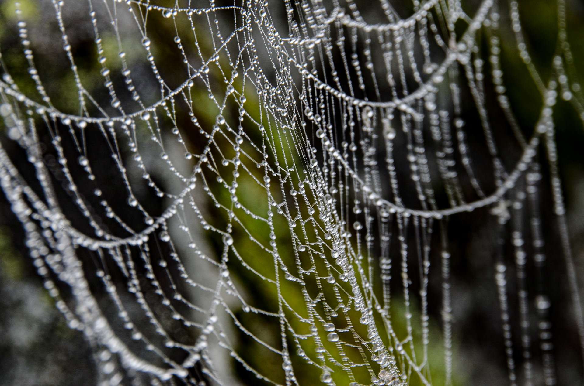 Web of Jewels