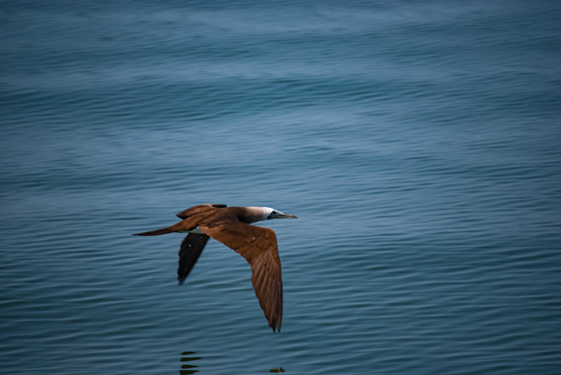 Brown Booby