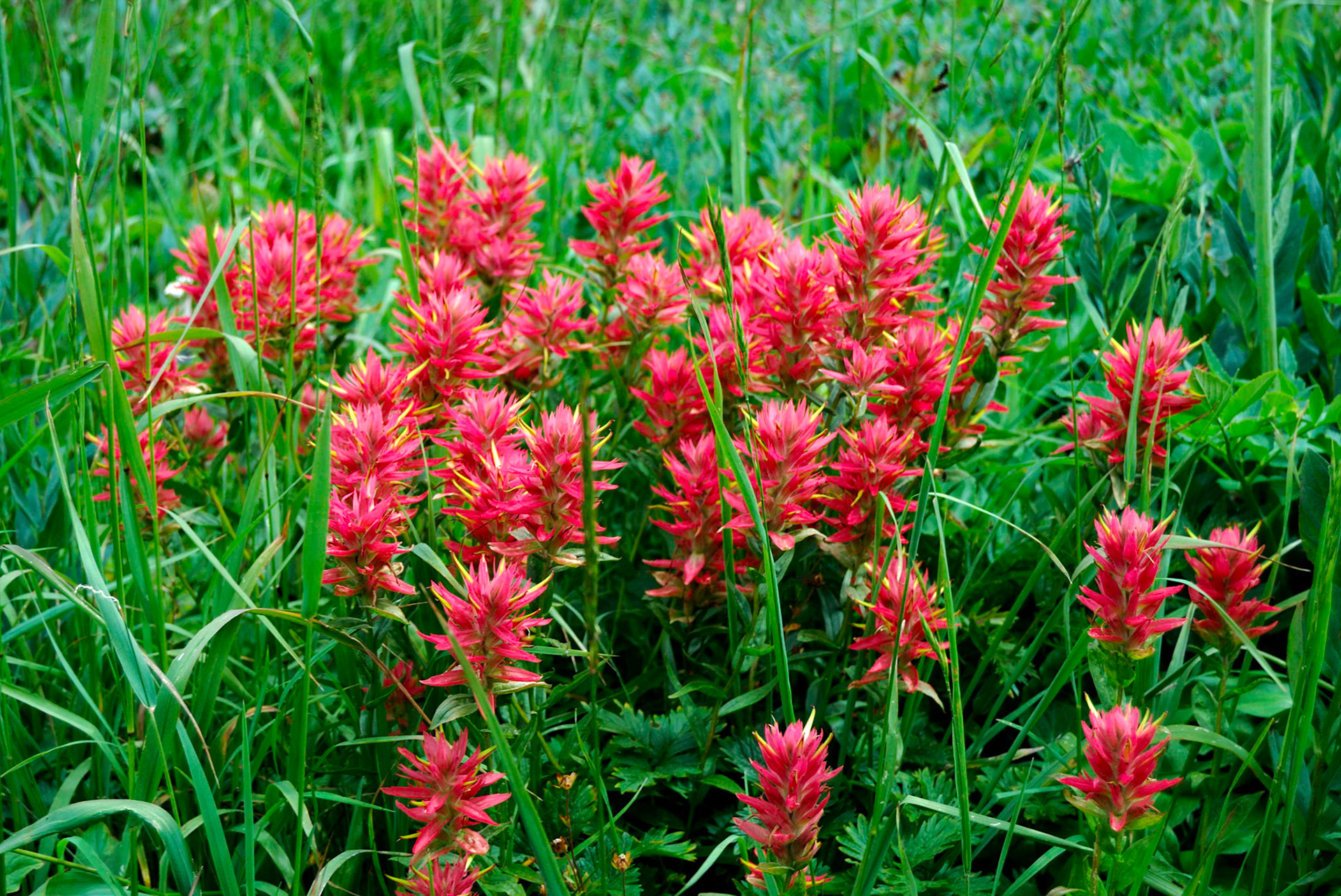 Paint Brush at Spider Meadow