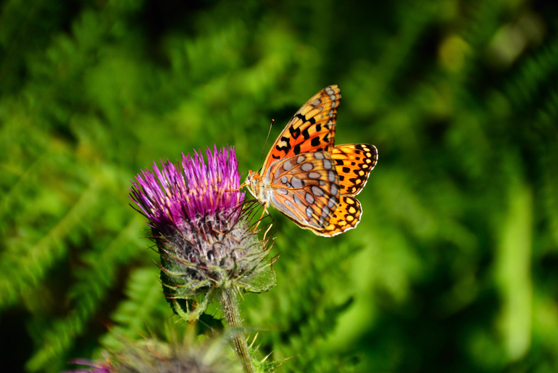 Great Spangled Fritillary