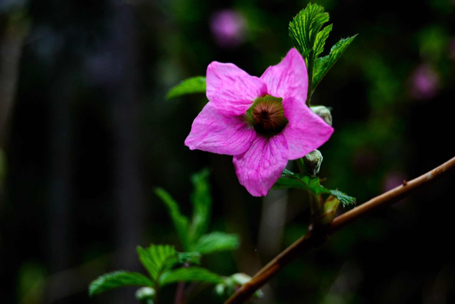 Salmon Berry