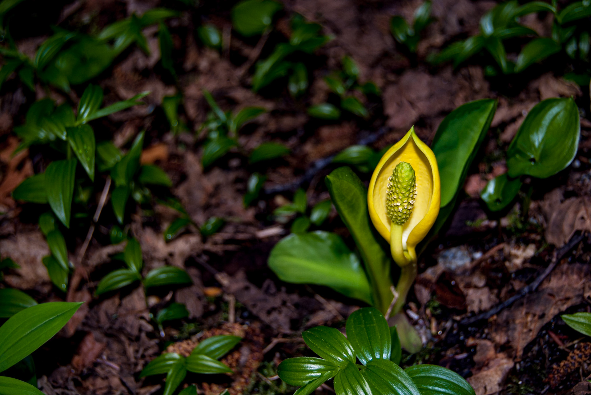Skunk Cabbage