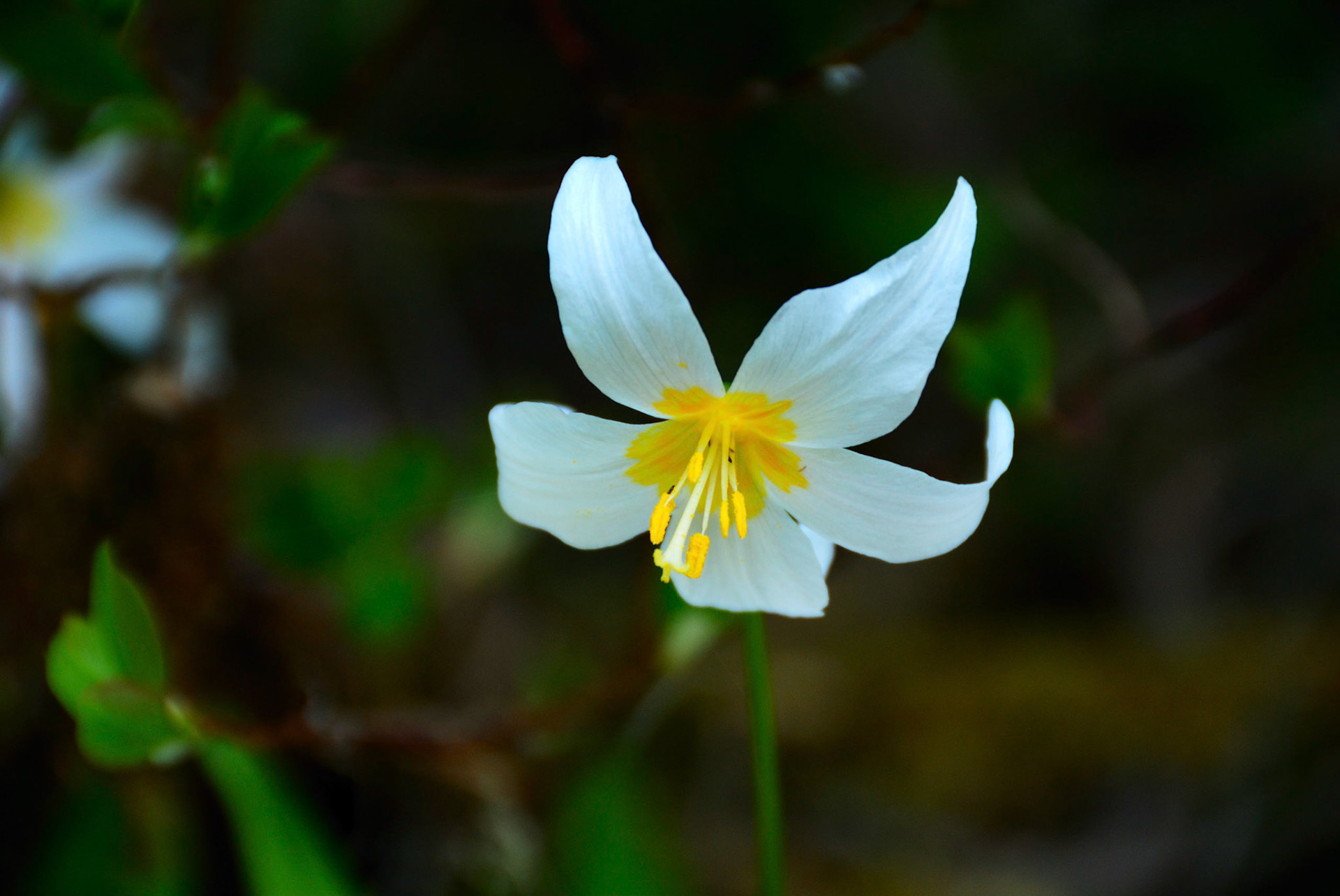 Avalanche Lilly