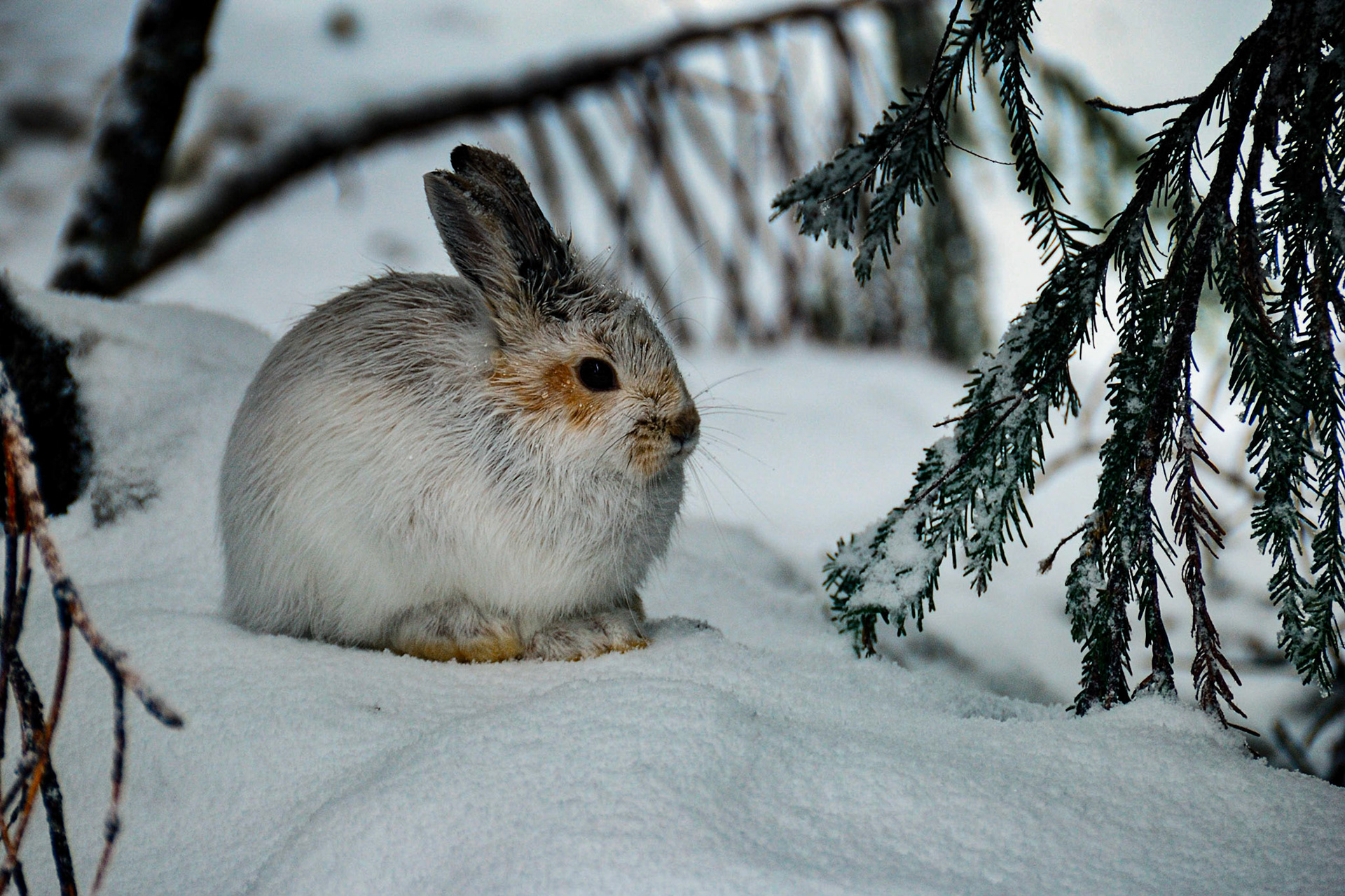 Snowshoe Hare