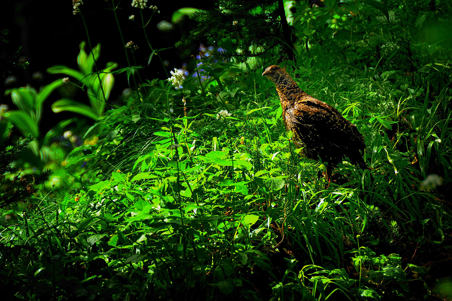 Grouse on Miners Ridge