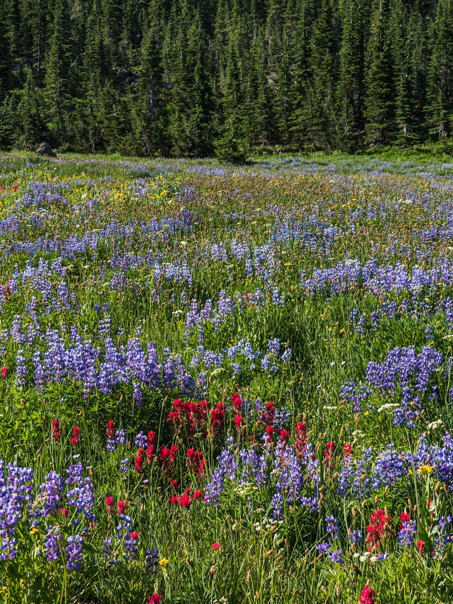 Three Sisters Wilderness