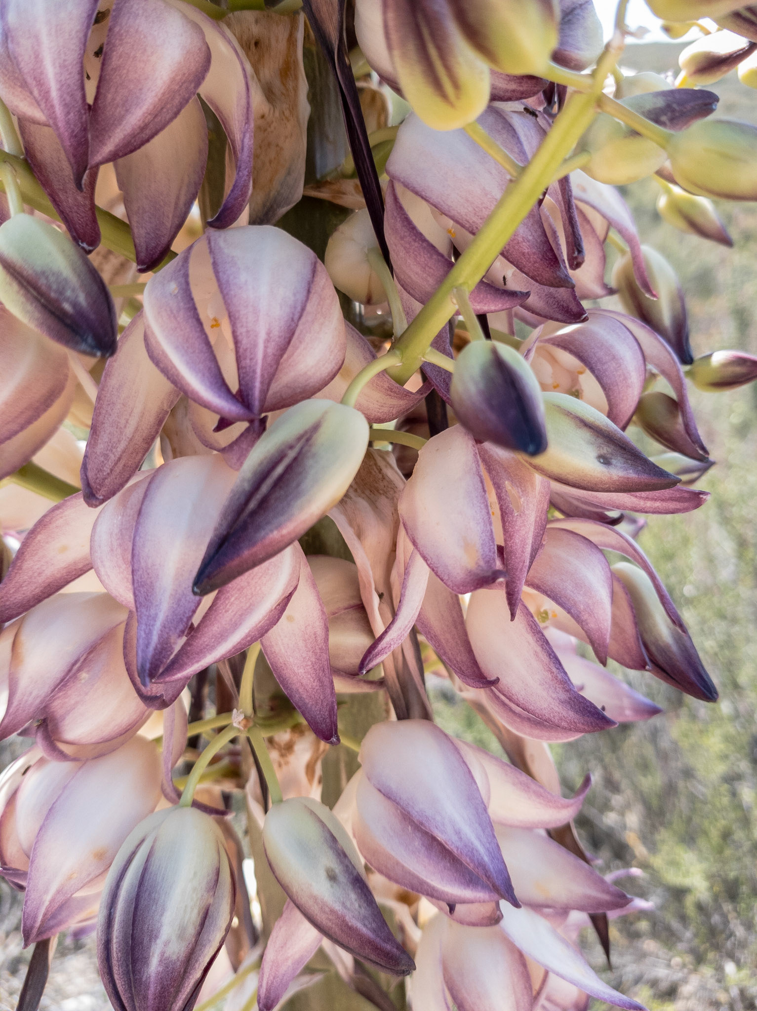 Yucca