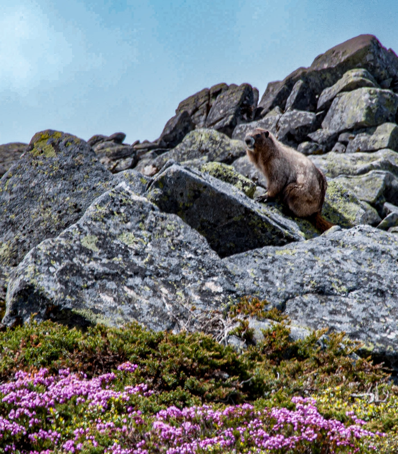Granite Mt. Marmot