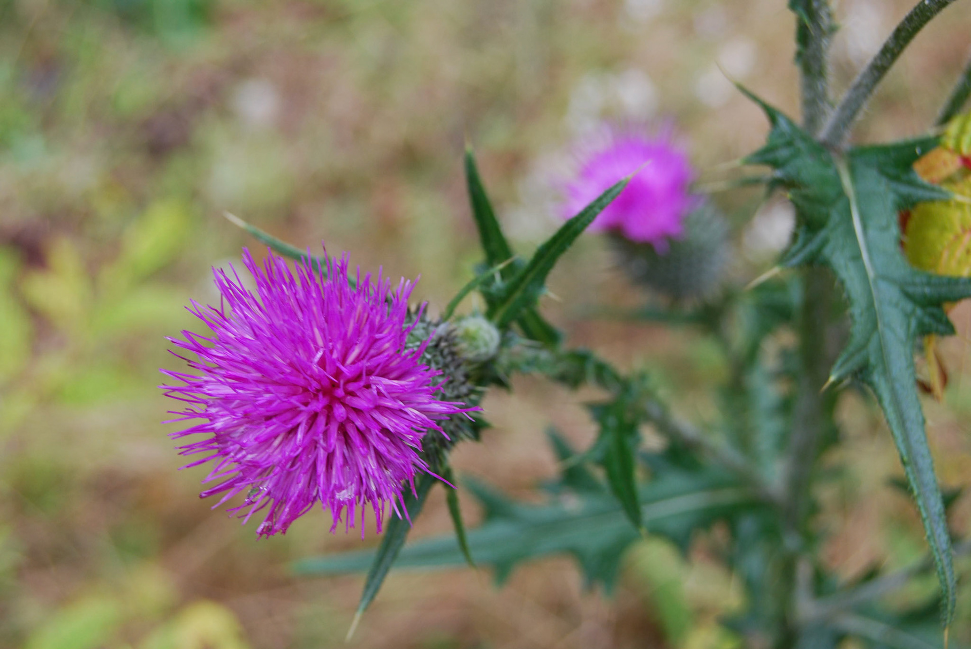 Thistle