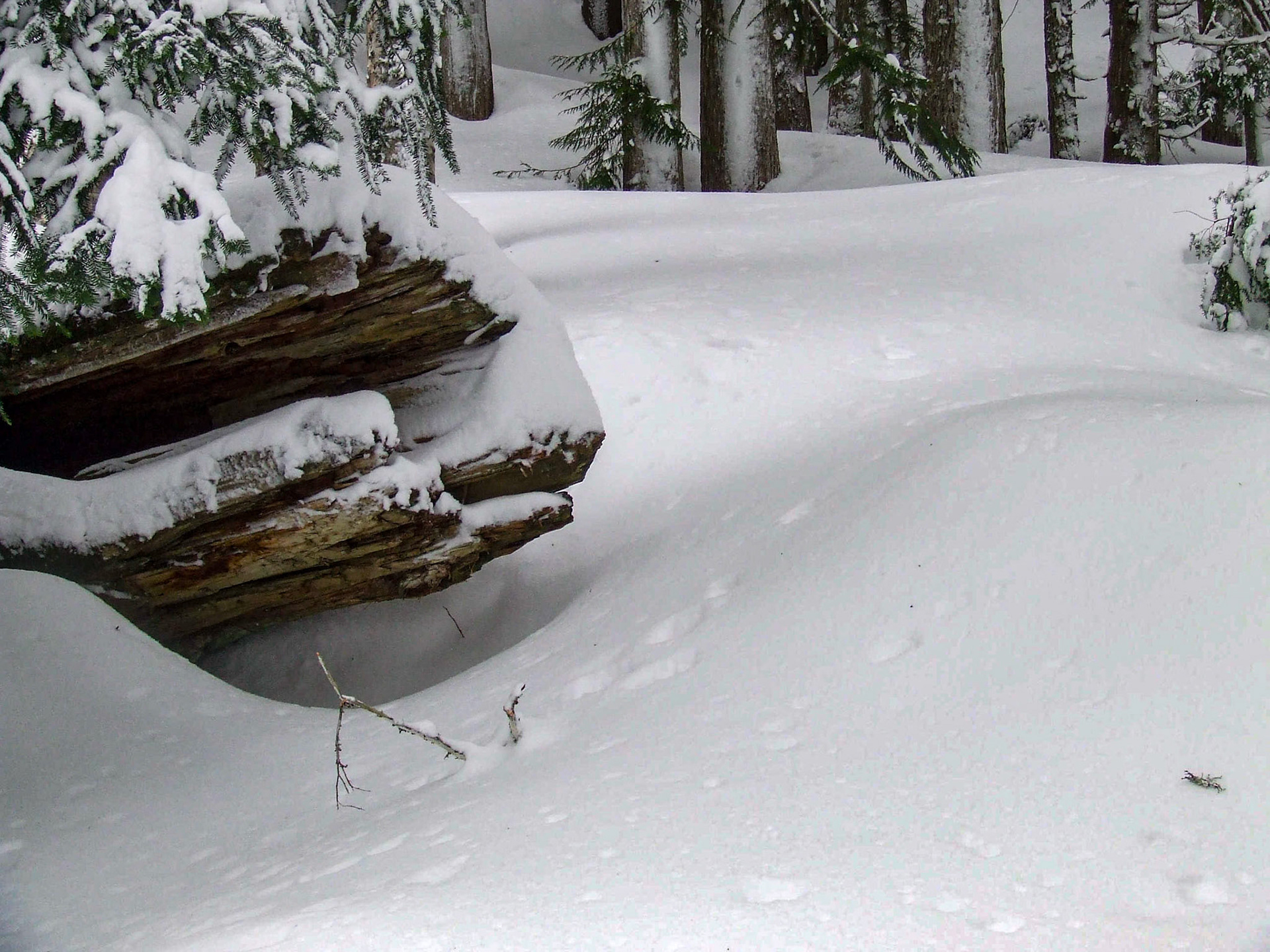 Pratt Lake Trail