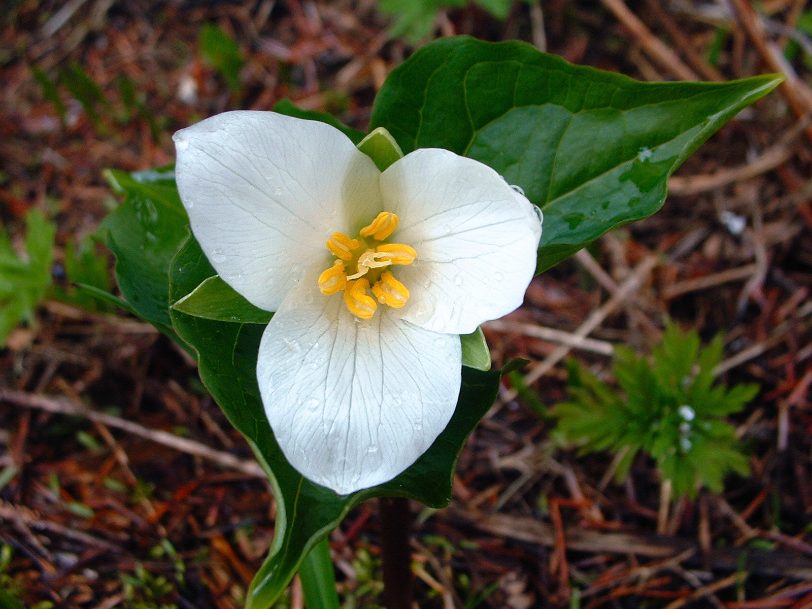 Trillium