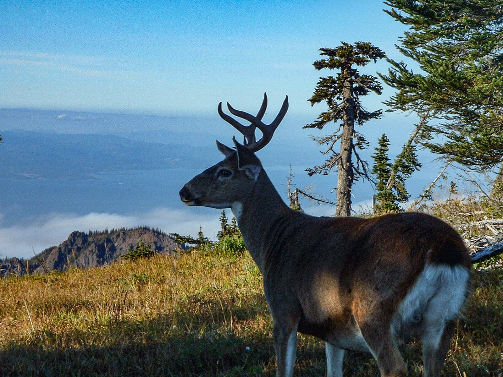 Hurricane Ridge