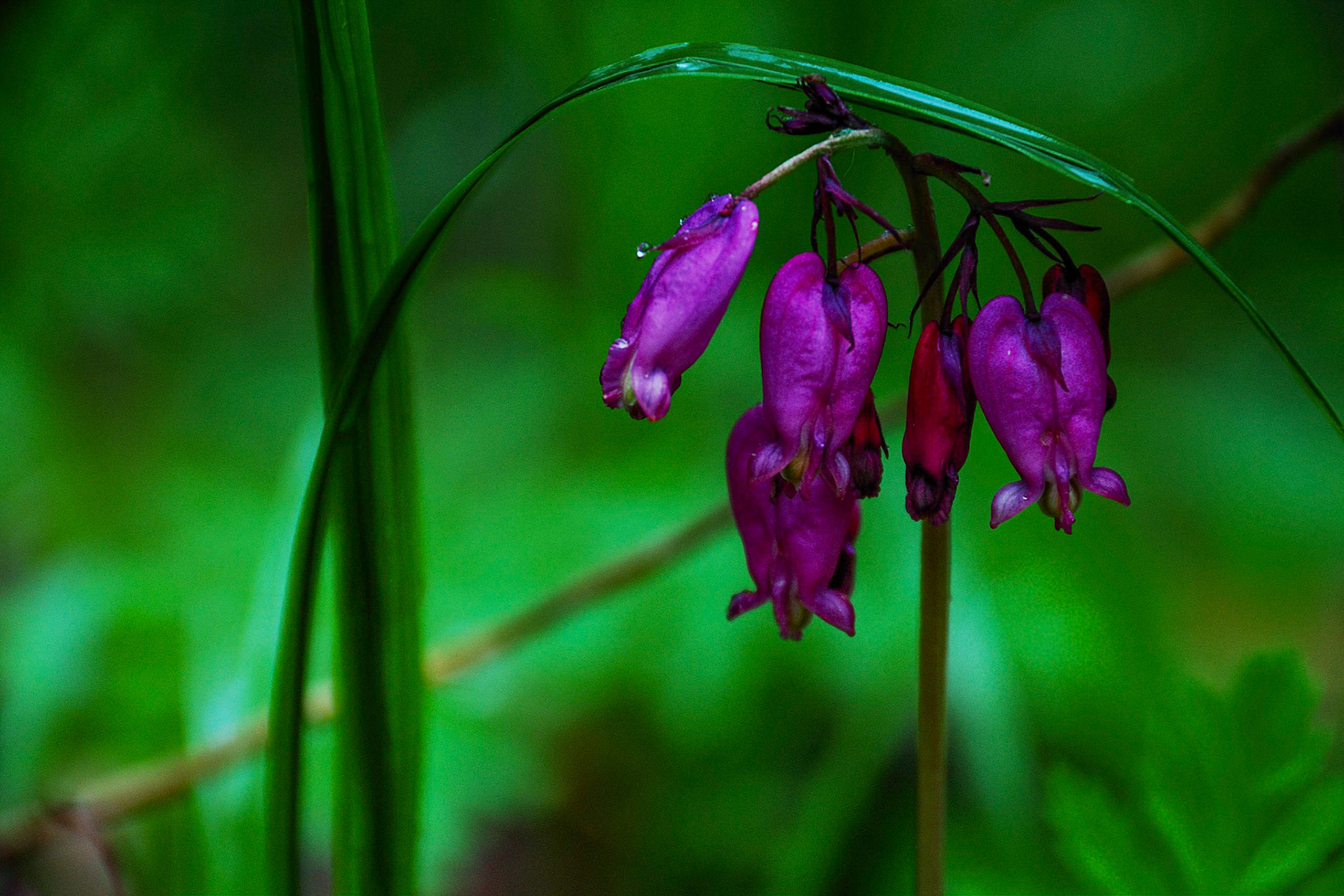 Bleeding Hearts