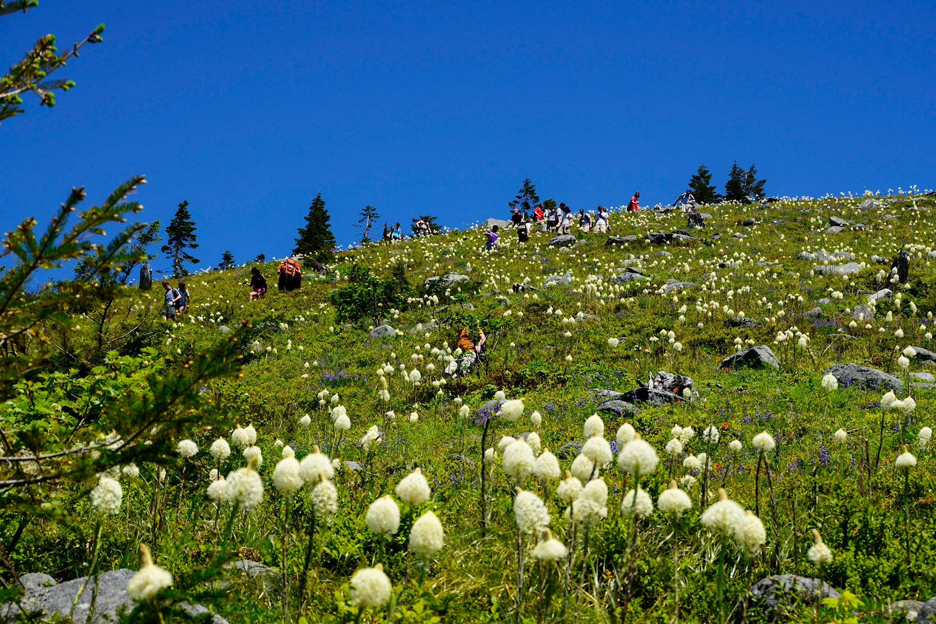 Bear Grass and Humans on Bandera Mountain