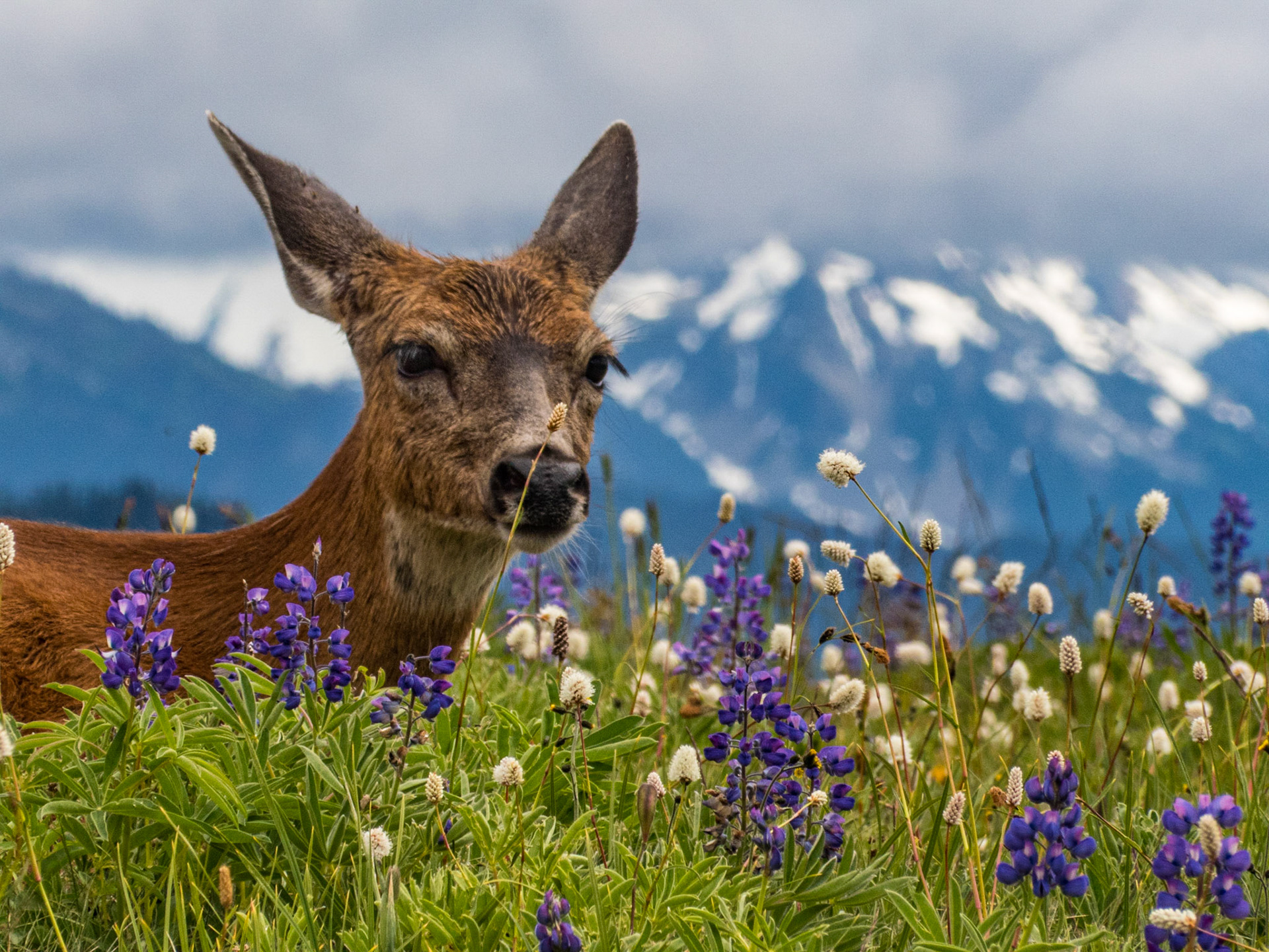 Hurricane Ridge