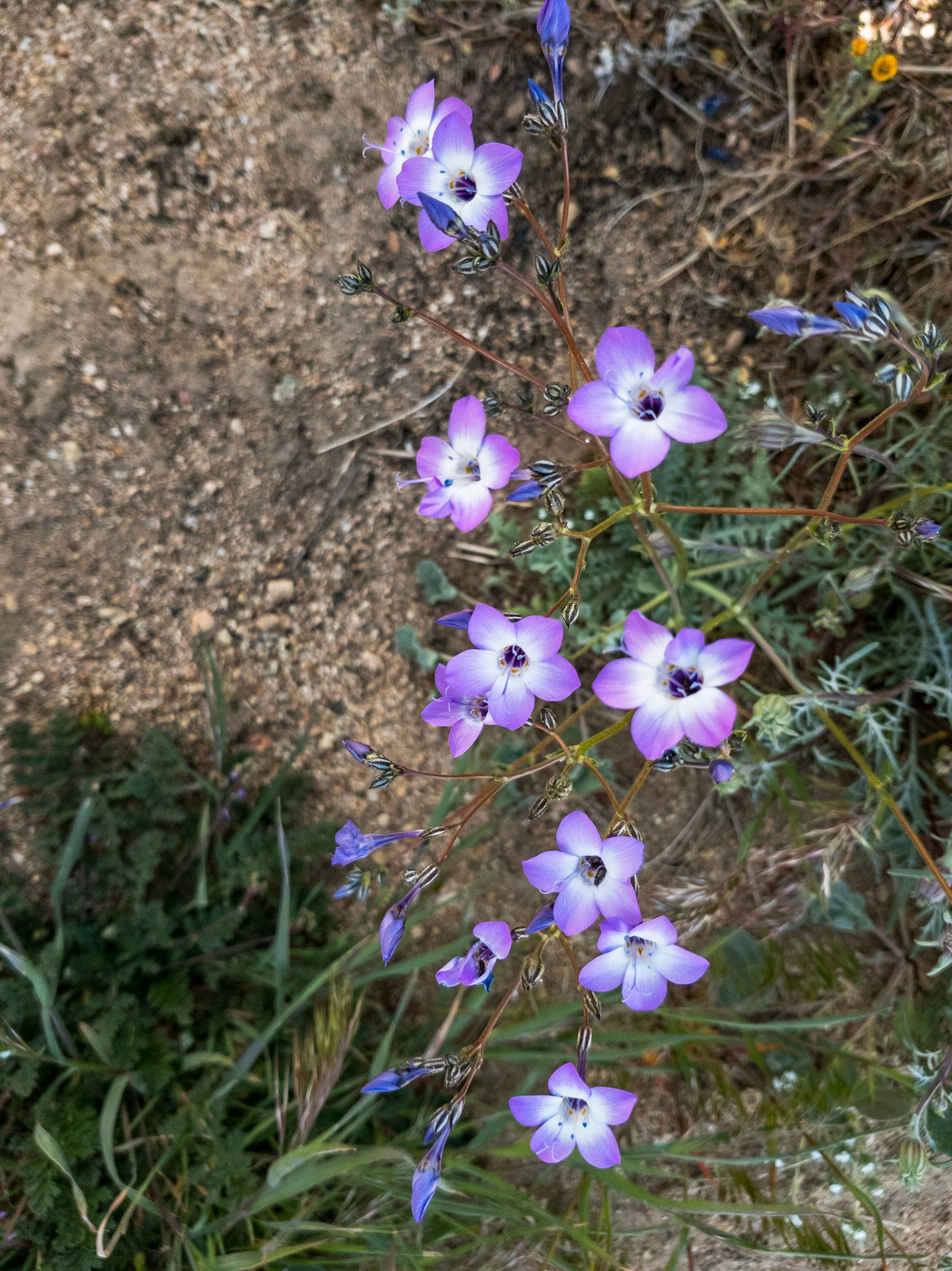 Near Tehachapi
