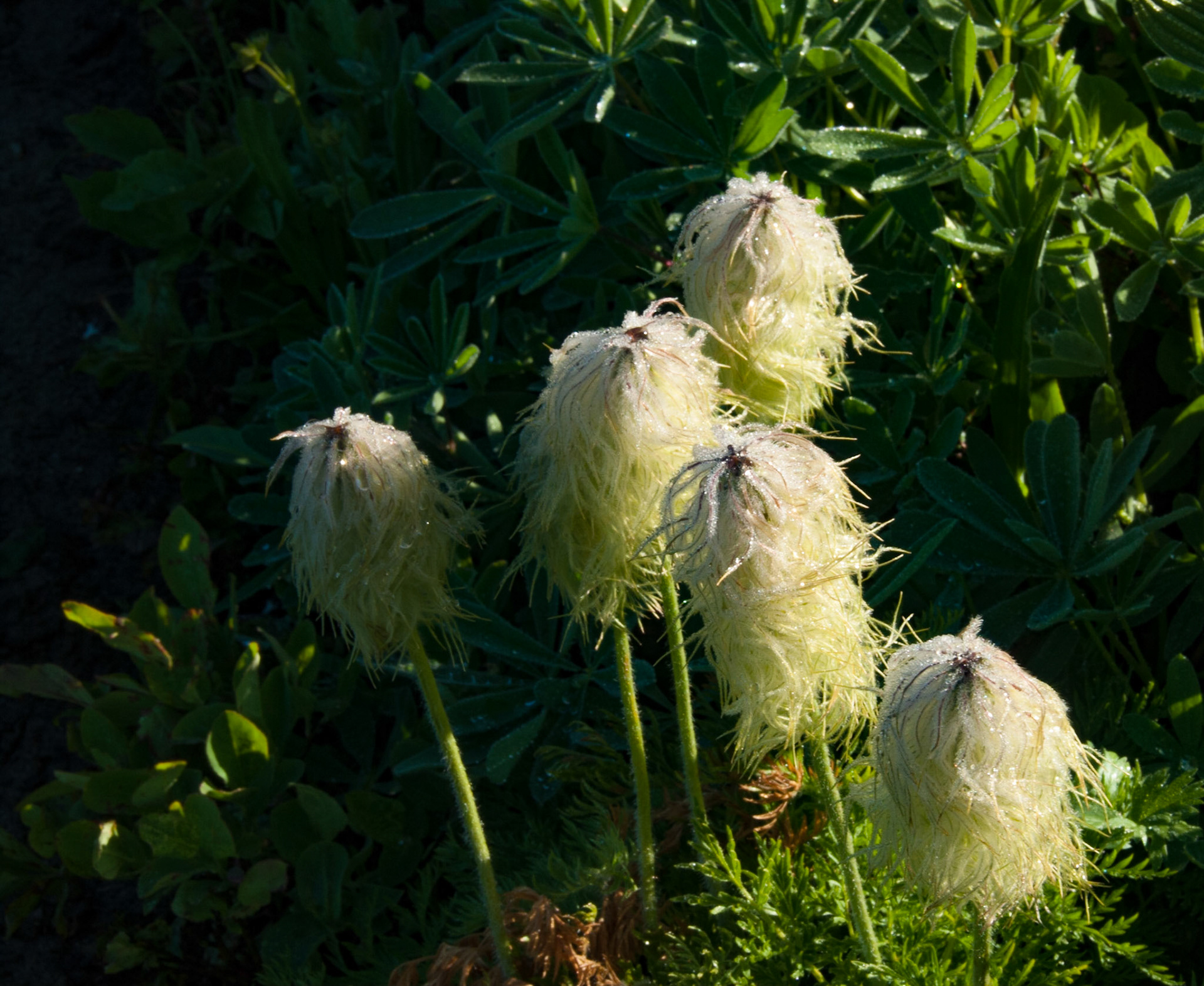 Fruit of the Pasque Flower