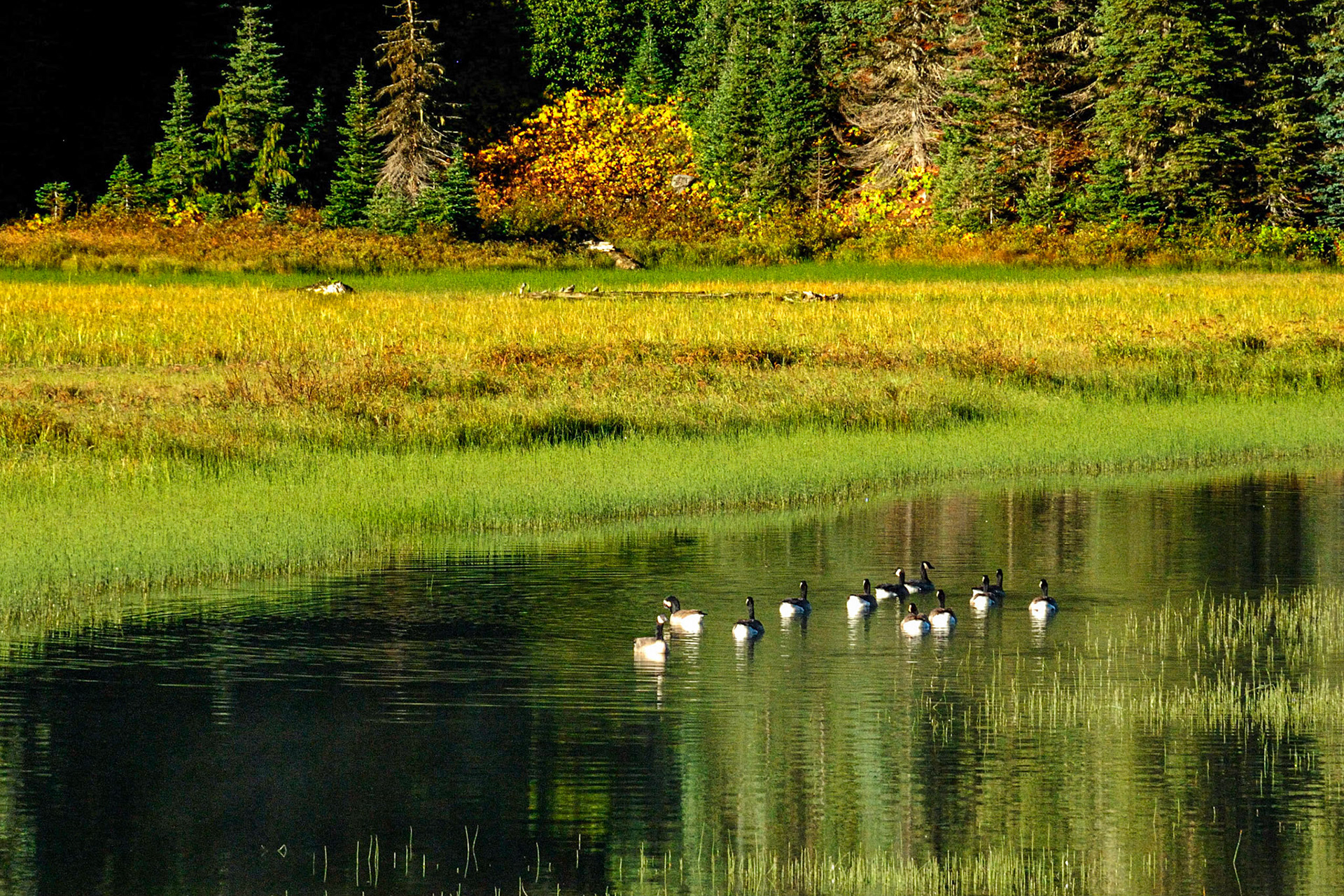 Canadian Geese