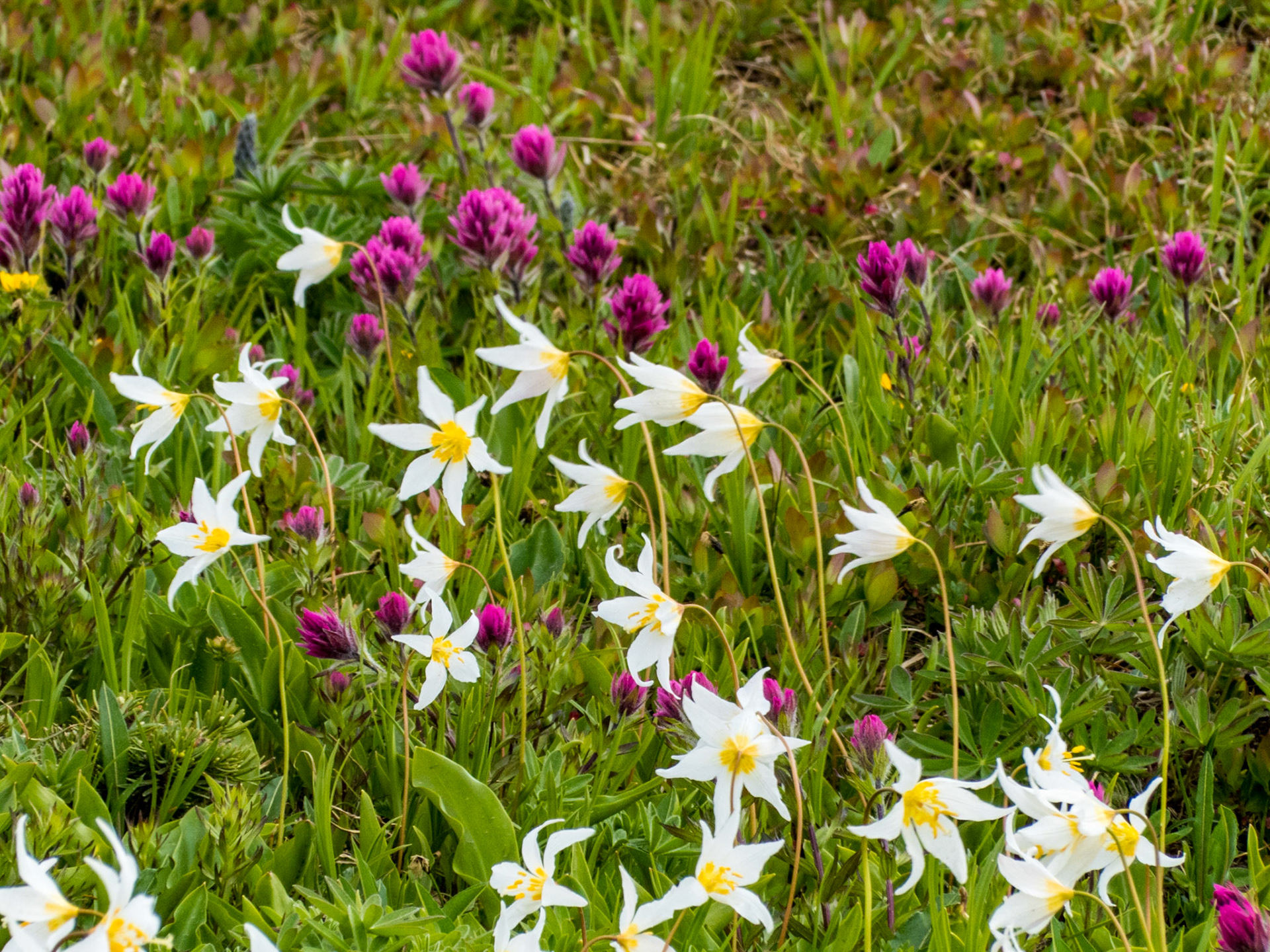 Avalanche Lily and Paintbrush