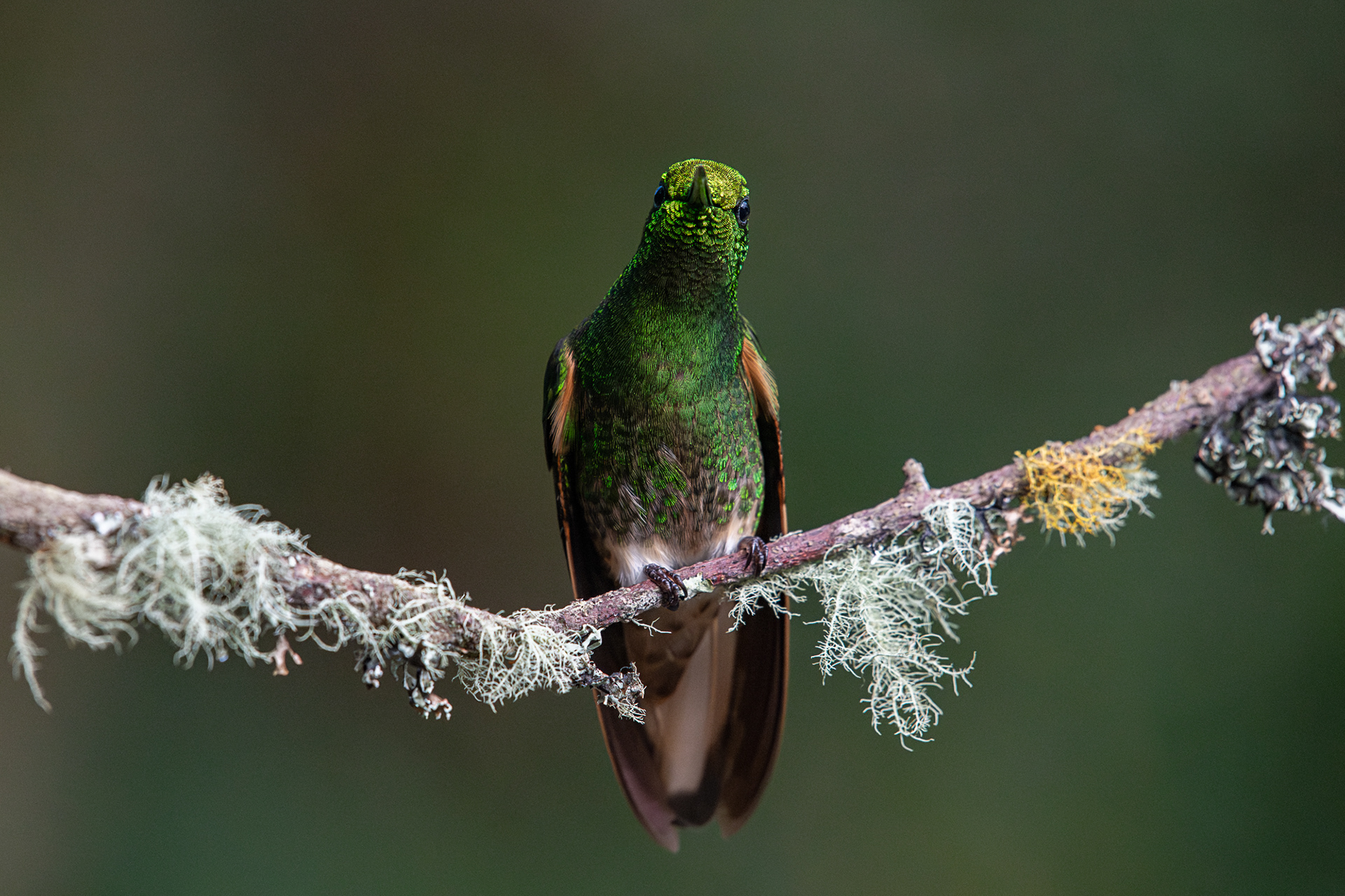 Buff-tailed Coronet (BSC_8667)
