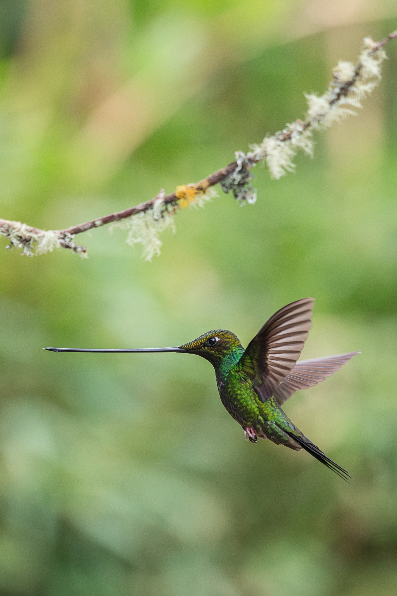 Male Sword-billed Hummingbird (BSC_7624)