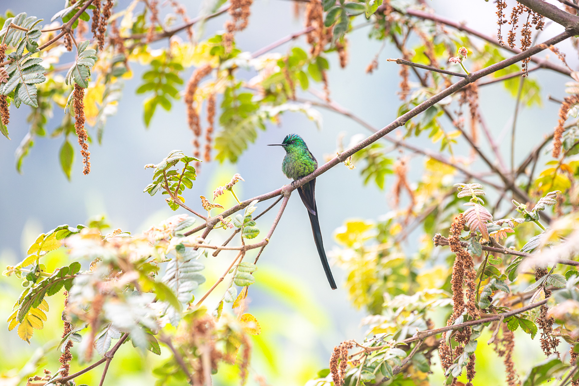 Long-tailed Sylph (BSC_0891)