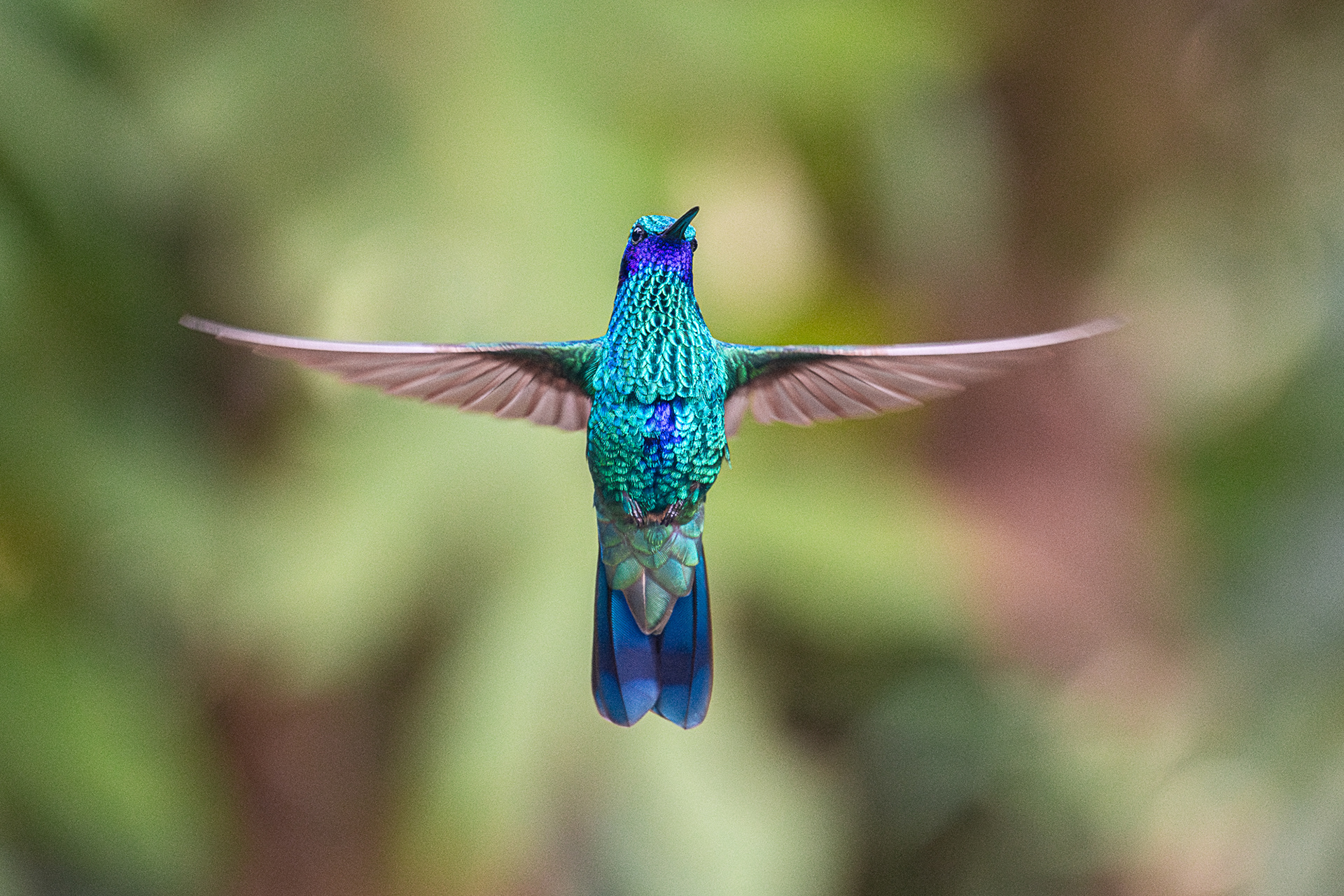 Sparkling Violetear (BSC_1823)
