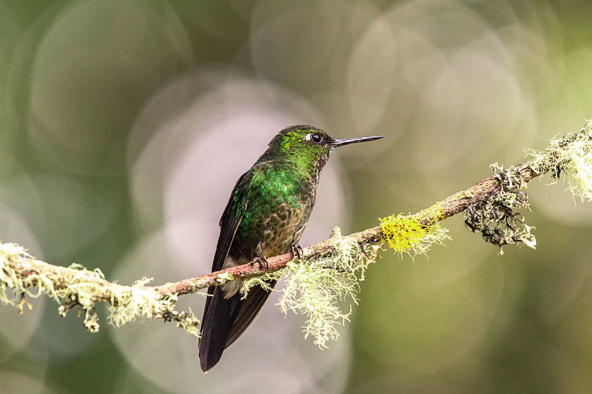 Buff-tailed Coronet (BSC_8292)