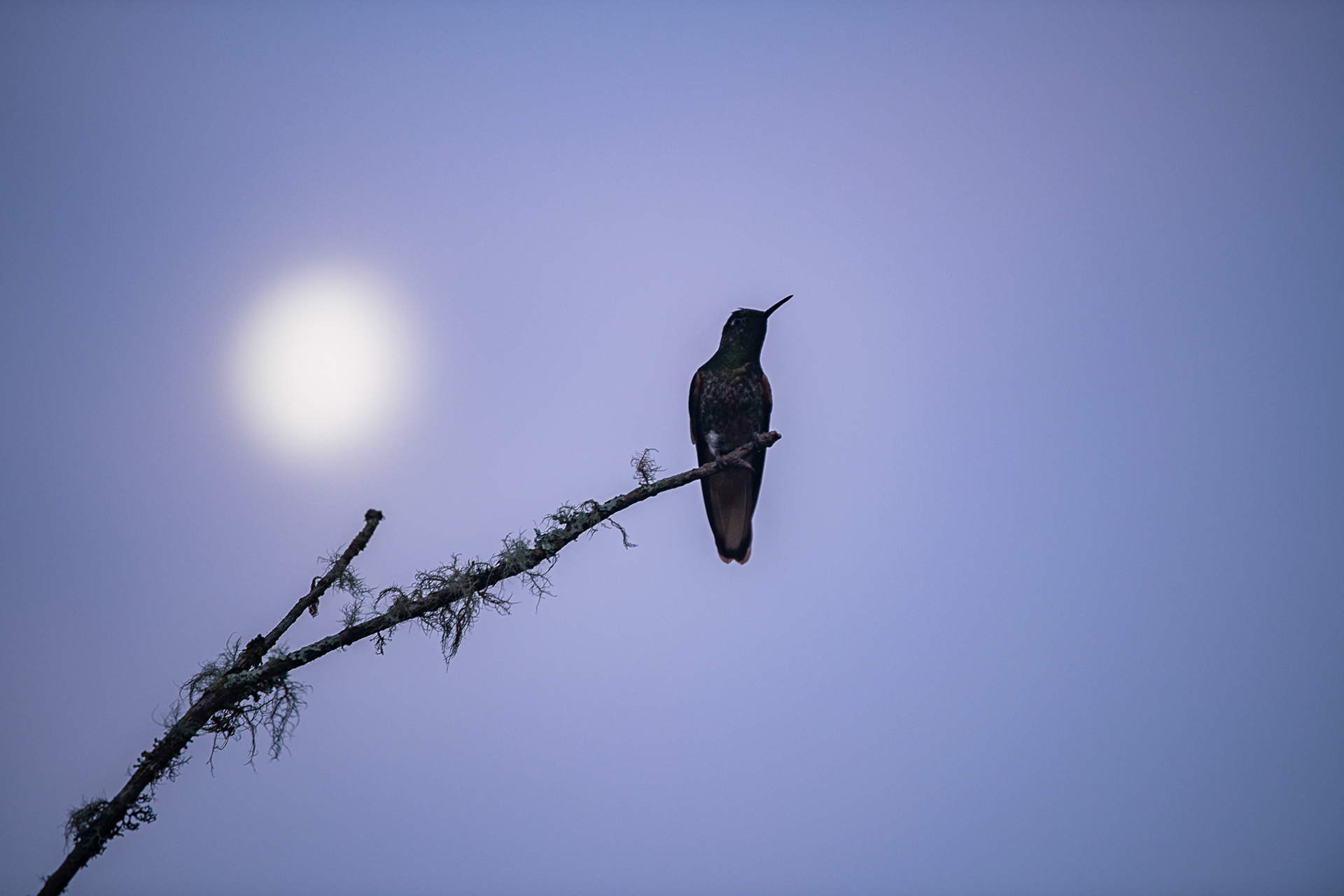 Buff-tailed Coronet (BSC_ 9781)