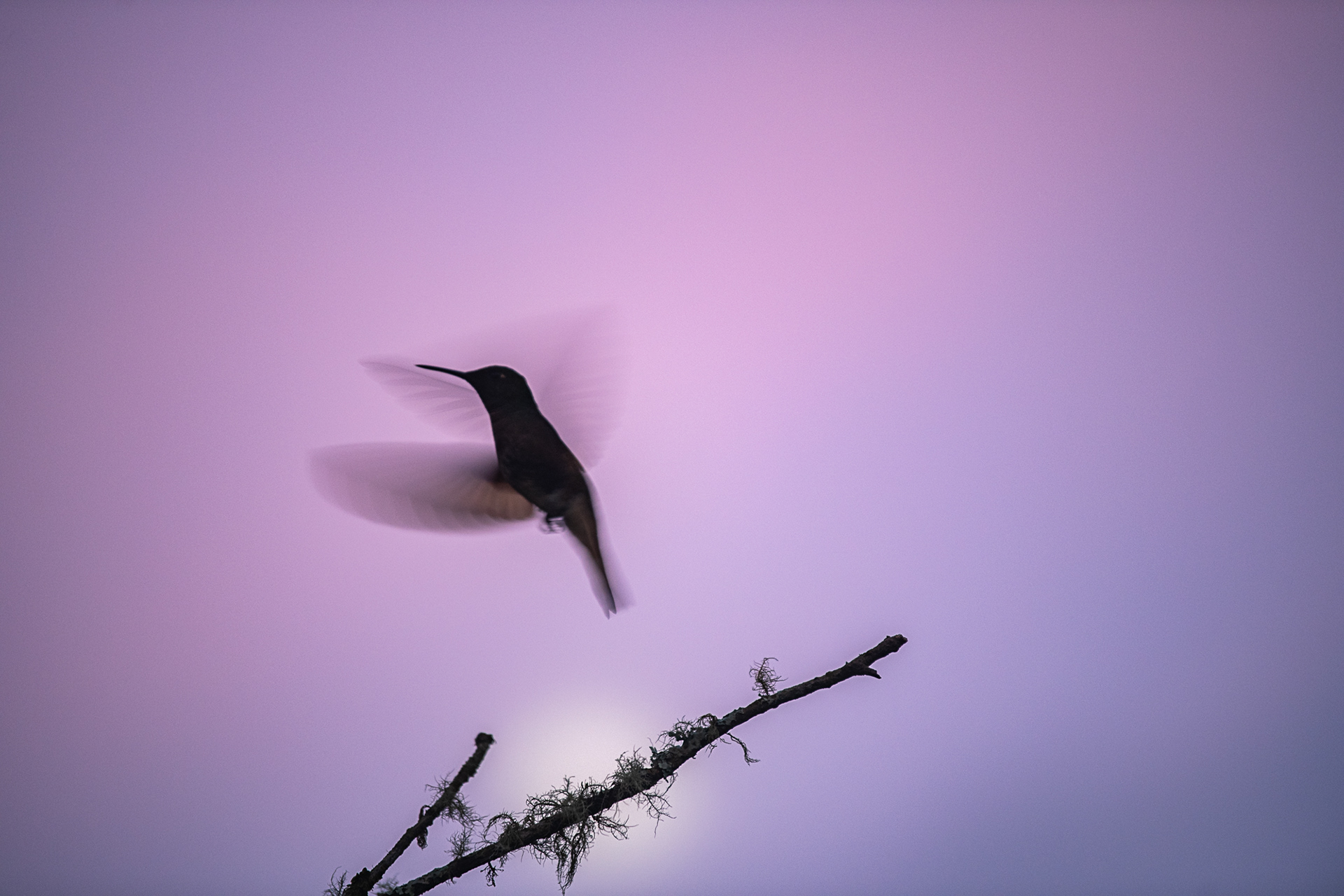Buff-tailed Coronet (BSC_9792)