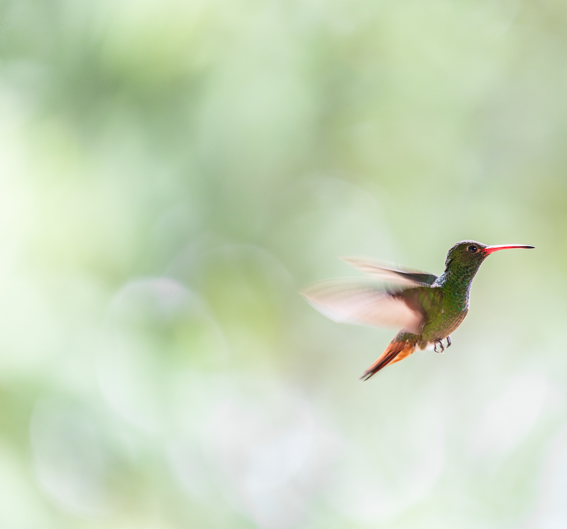 Rufous-tailed Hummingbird (BSC_4460)
