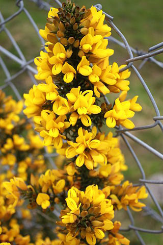 Gorse