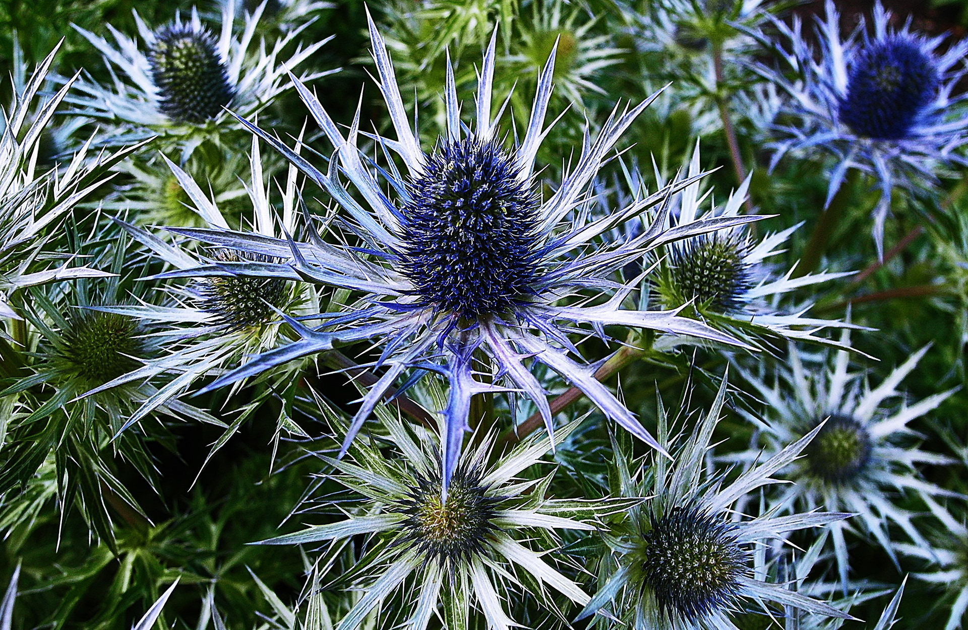Sea holly thistle